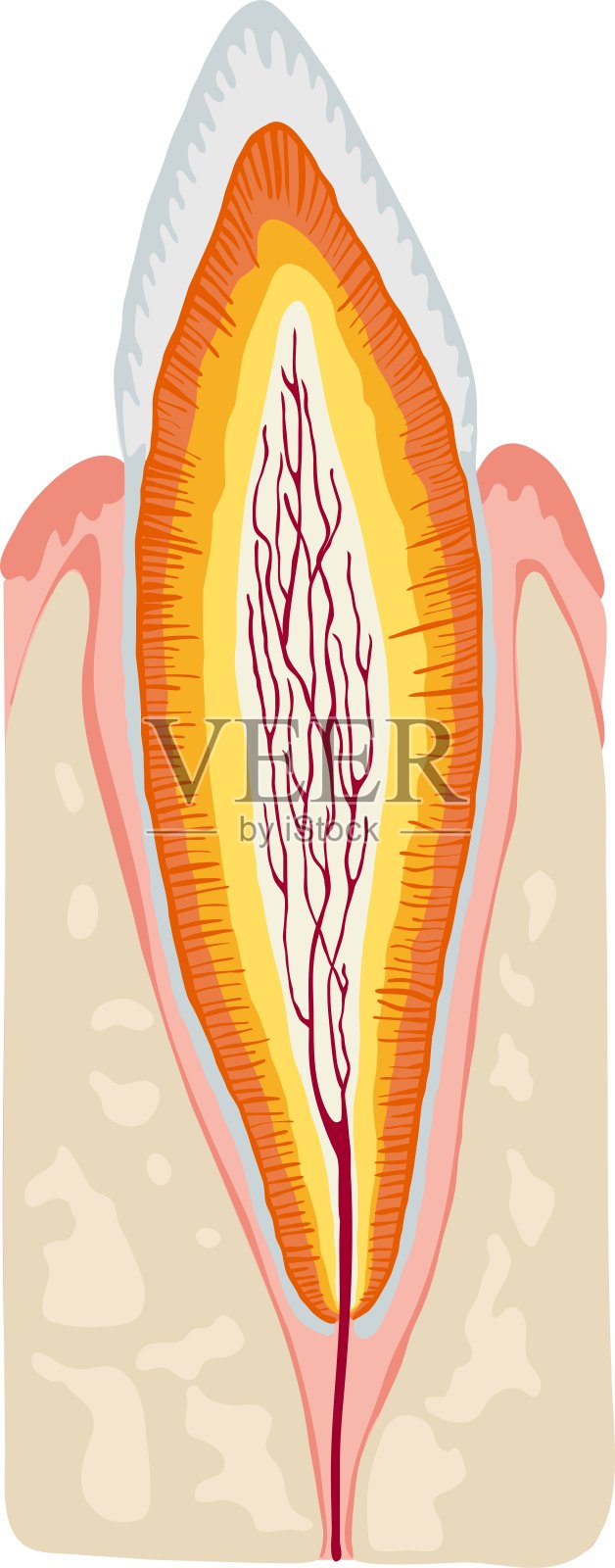 牙齿解剖设计元素图片