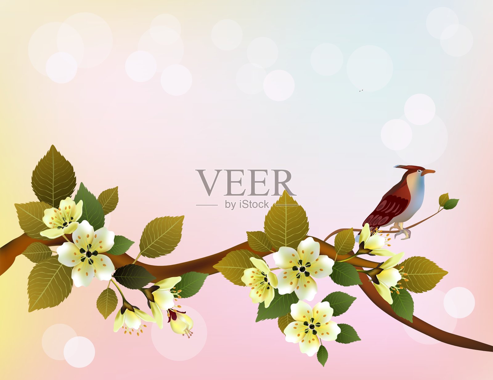 樱花鸟明信片菜单插画图片素材