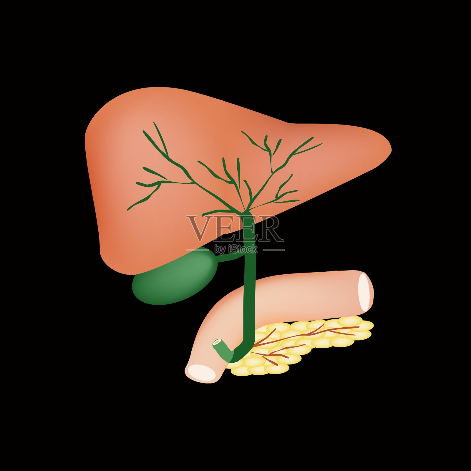 胆囊肝胆囊的解剖结构插画图片素材