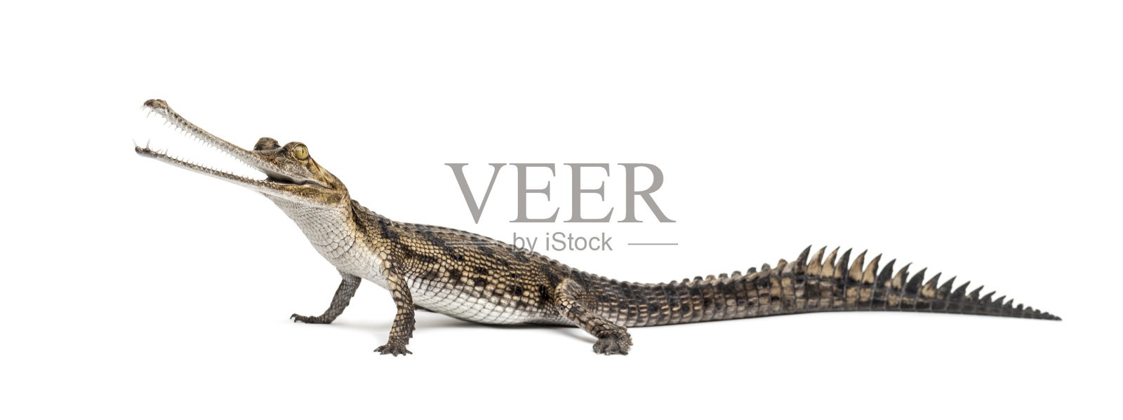 一个年轻的吃鱼的鳄鱼的侧视图，Gavial, Gavialis gangeticus，孤立在白色照片摄影图片