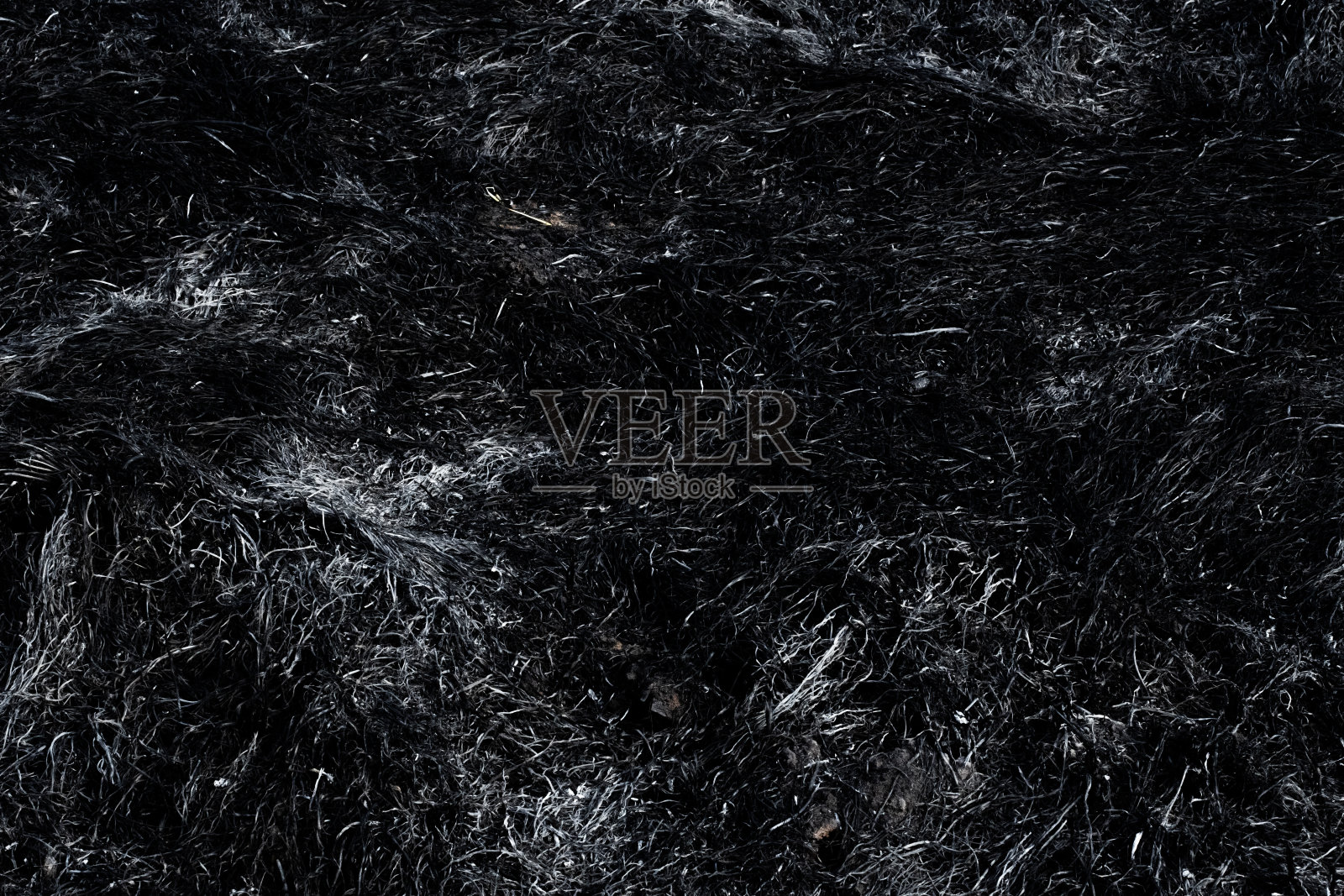 黑黝黝的田野上长满了烧焦的草。草火对土壤的影响。春火过后烧焦的草。纵火和烧残茬的后果。自然灾害的后果。照片摄影图片