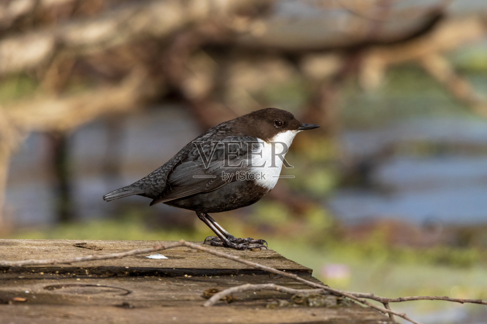 北斗七星(切碎)照片摄影图片