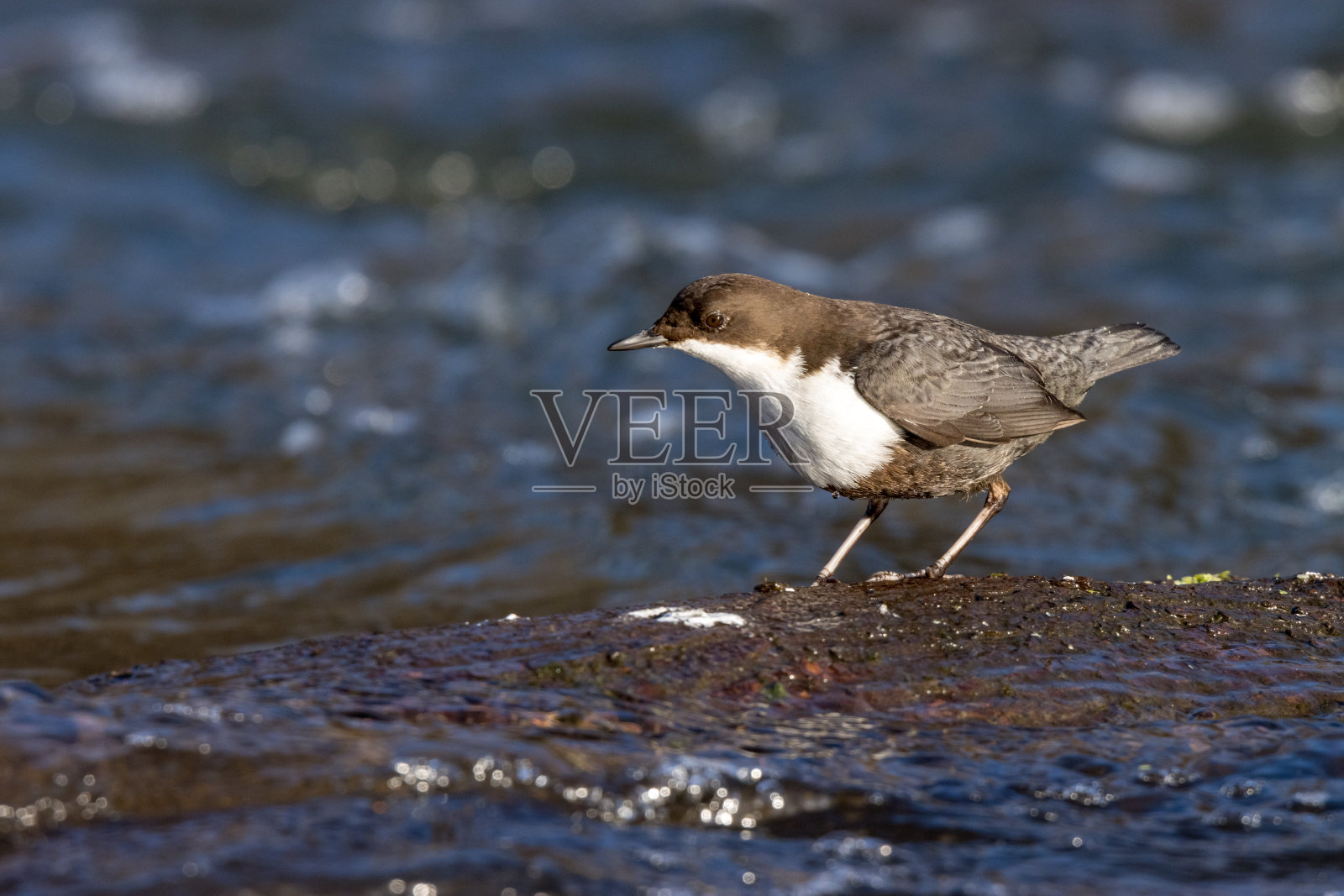 北斗七星(切碎)照片摄影图片