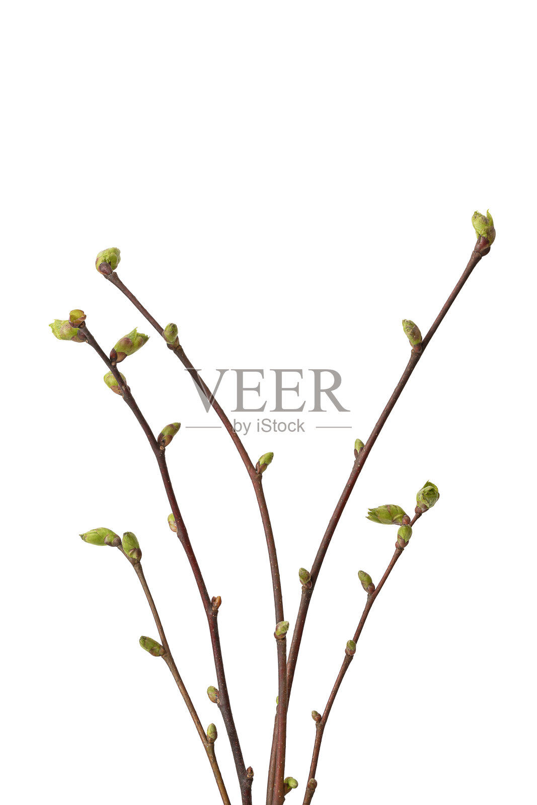 白色背景下的椴树树枝照片摄影图片