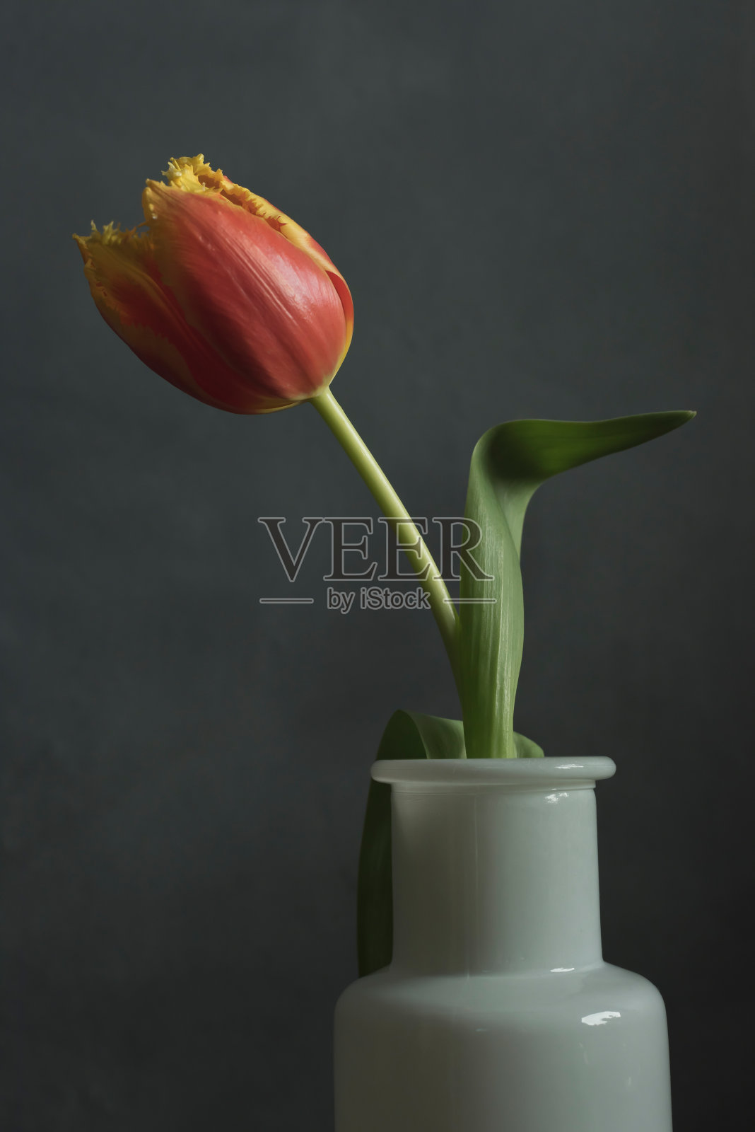 灰墙前，白色玻璃花瓶里插着红黄火焰郁金香。照片摄影图片