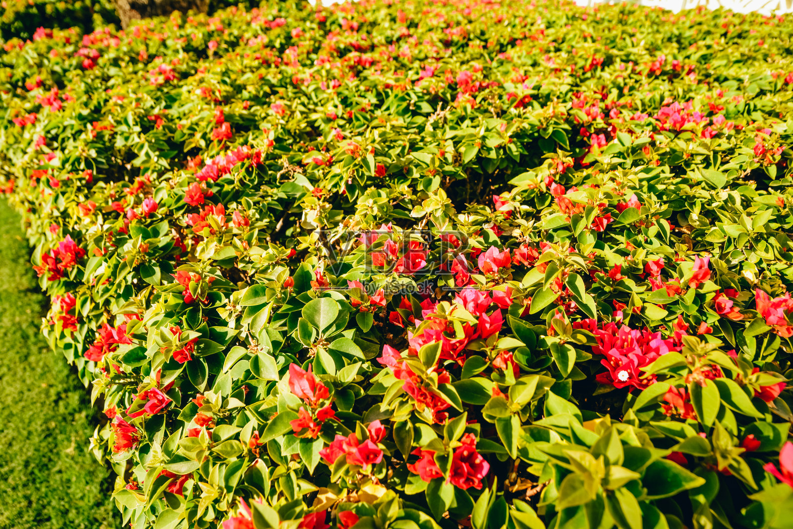 埃及酒店里的红色花朵照片摄影图片