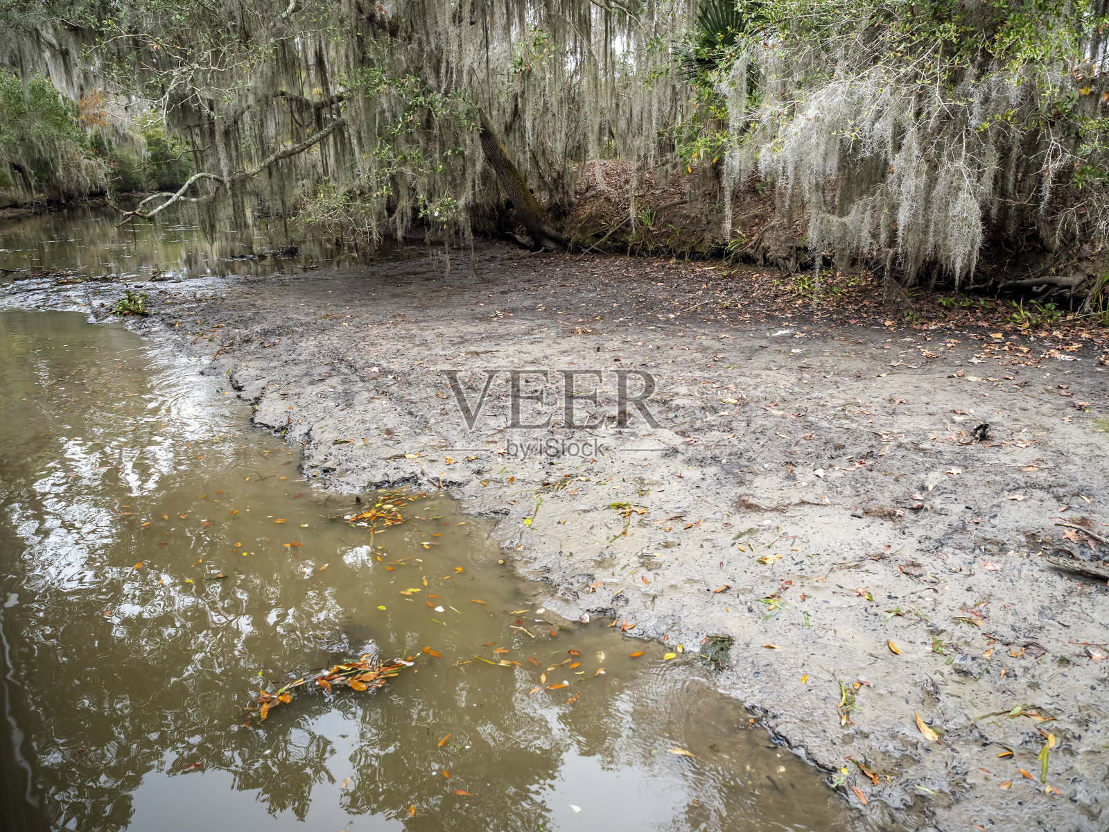 生长在沼泽地区的树木，有覆盖苔藓的附生植物照片摄影图片