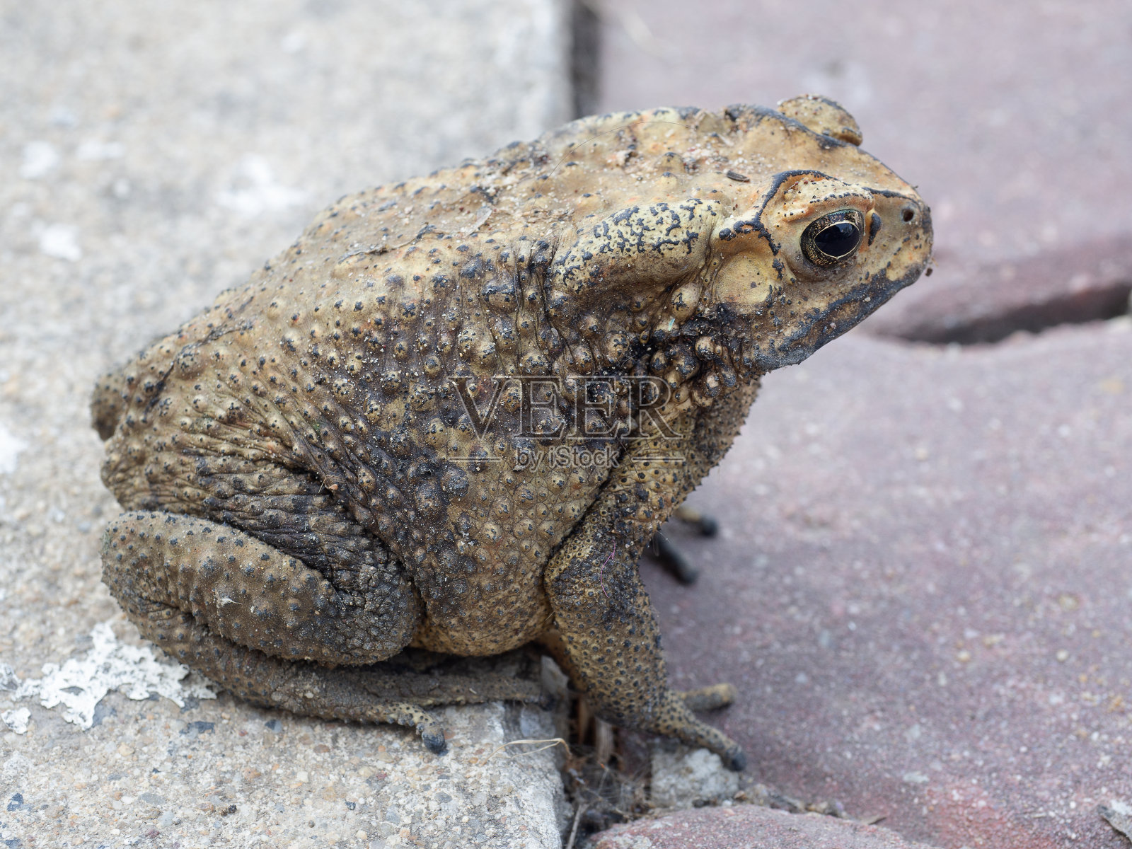 特写亚洲蟾蜍(Duttaphrynus melanostictus)照片摄影图片