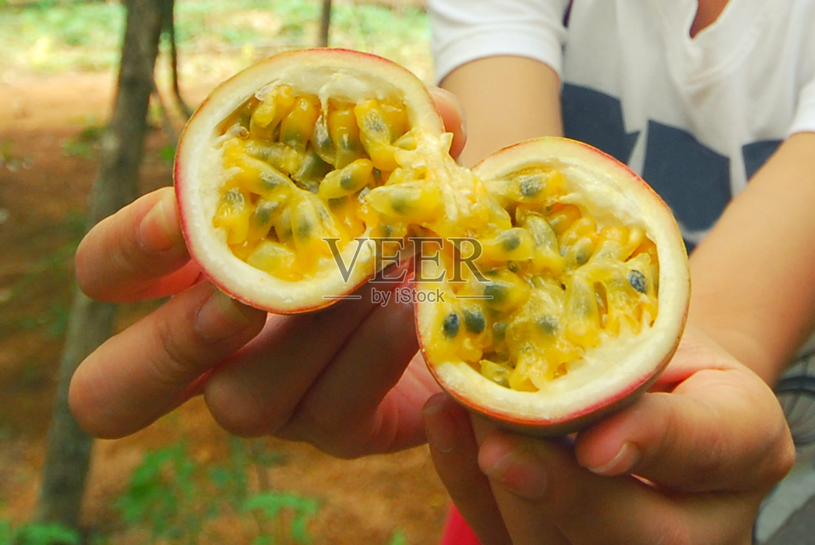 在百香果里面，在百香果农场切百香果照片摄影图片
