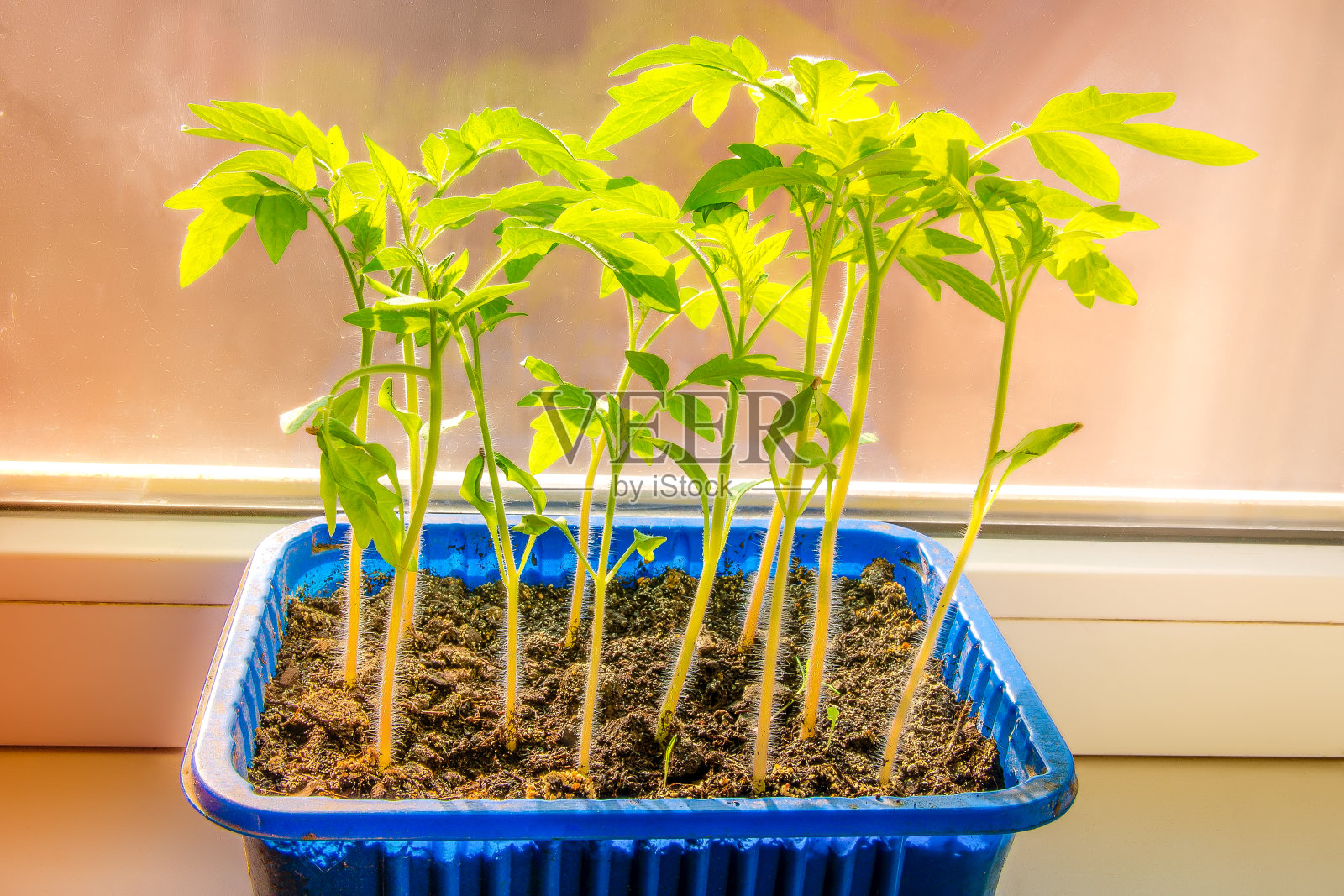西红柿苗在窗户上。窗户上有绿色的植物照片摄影图片