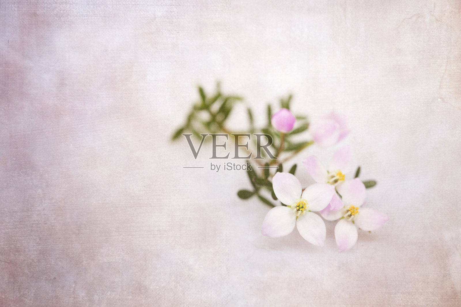 荷花与纹理覆盖照片摄影图片