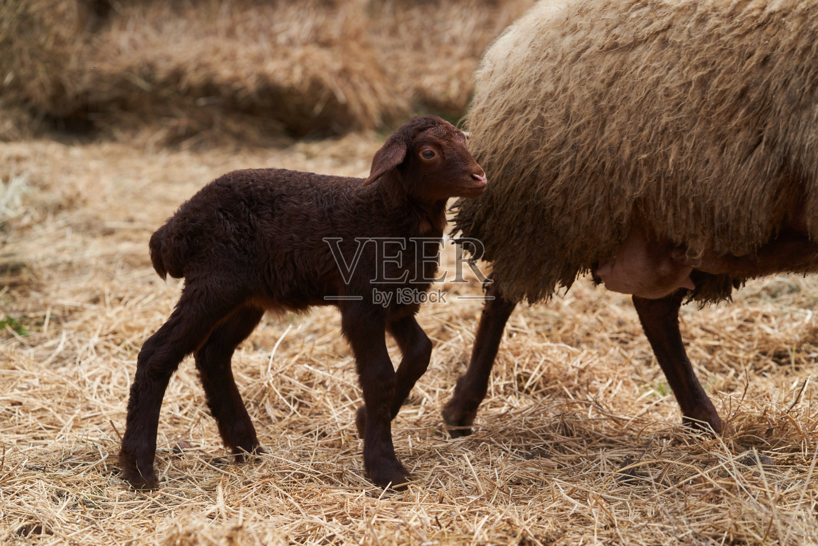 可爱的小羊羔在户外玩耍。新生羔羊照片摄影图片