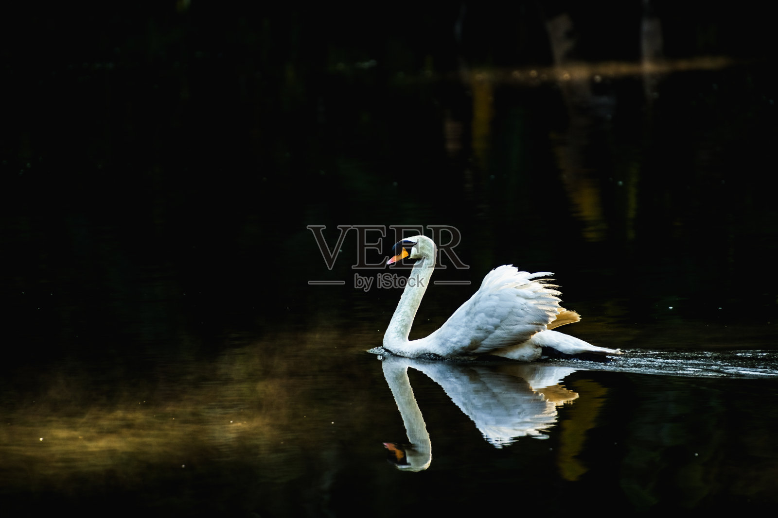 湖里有天鹅，照片摄影图片