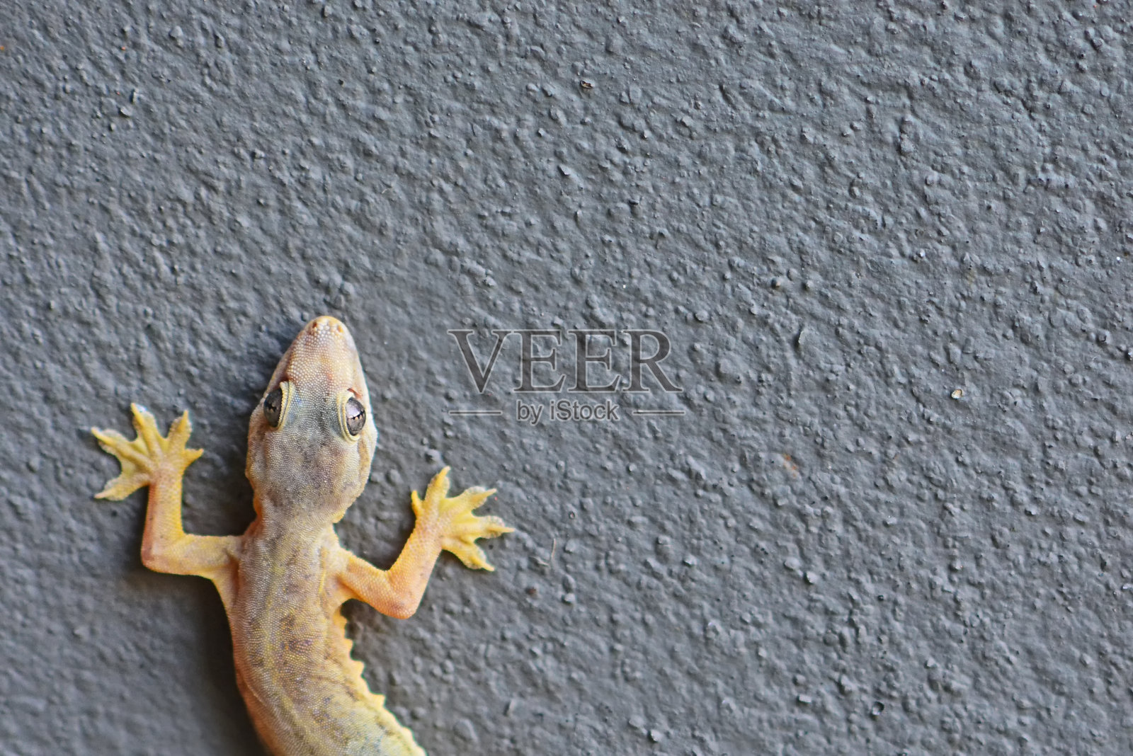 墙上有只蜥蜴照片摄影图片