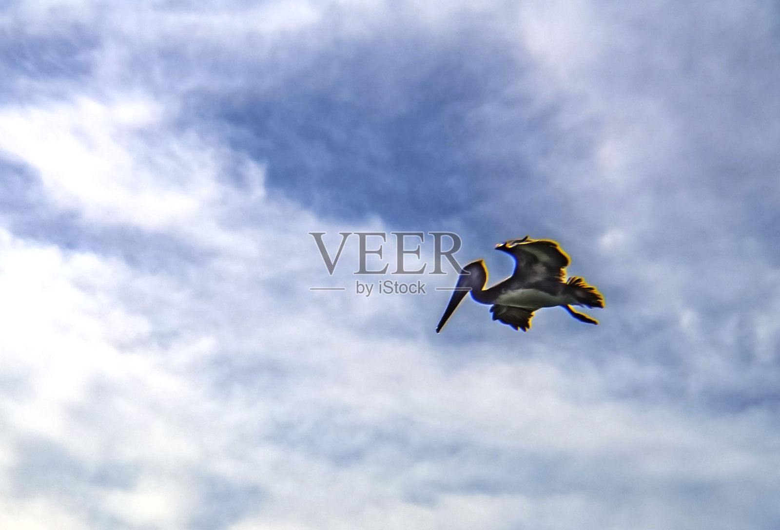 鹈鹕在海上照片摄影图片