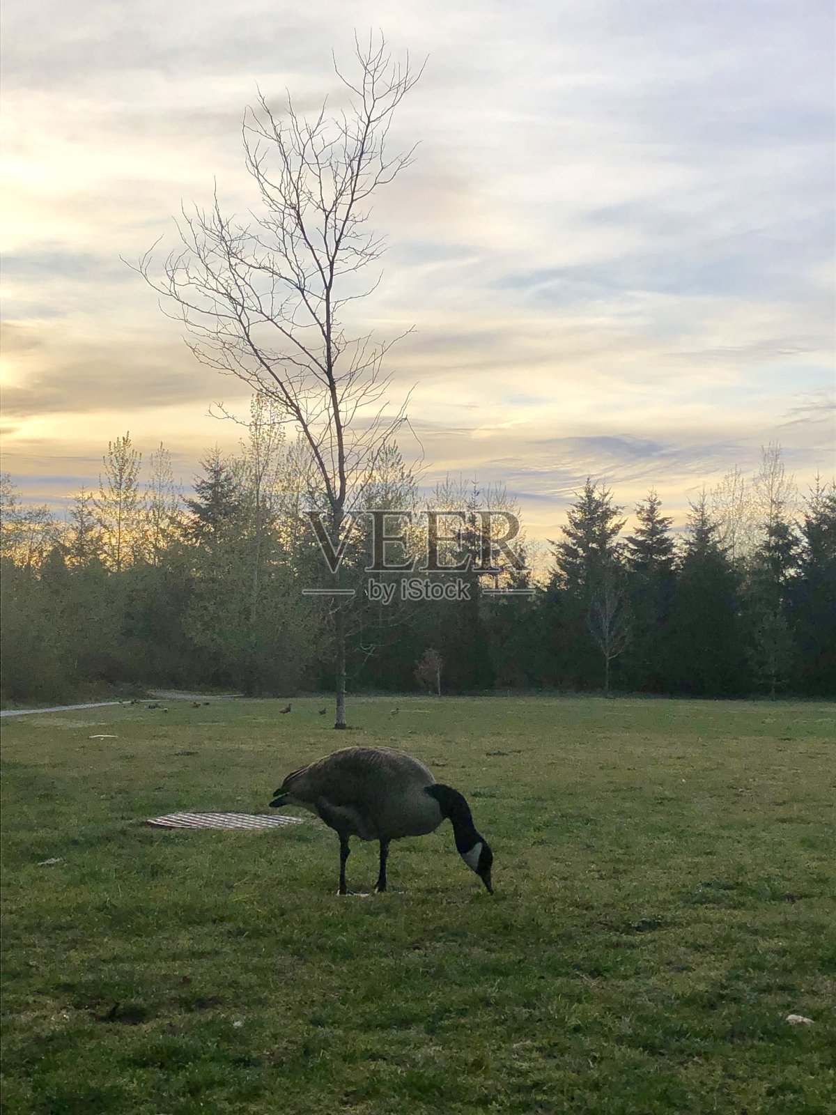 加拿大鹅饲养照片摄影图片