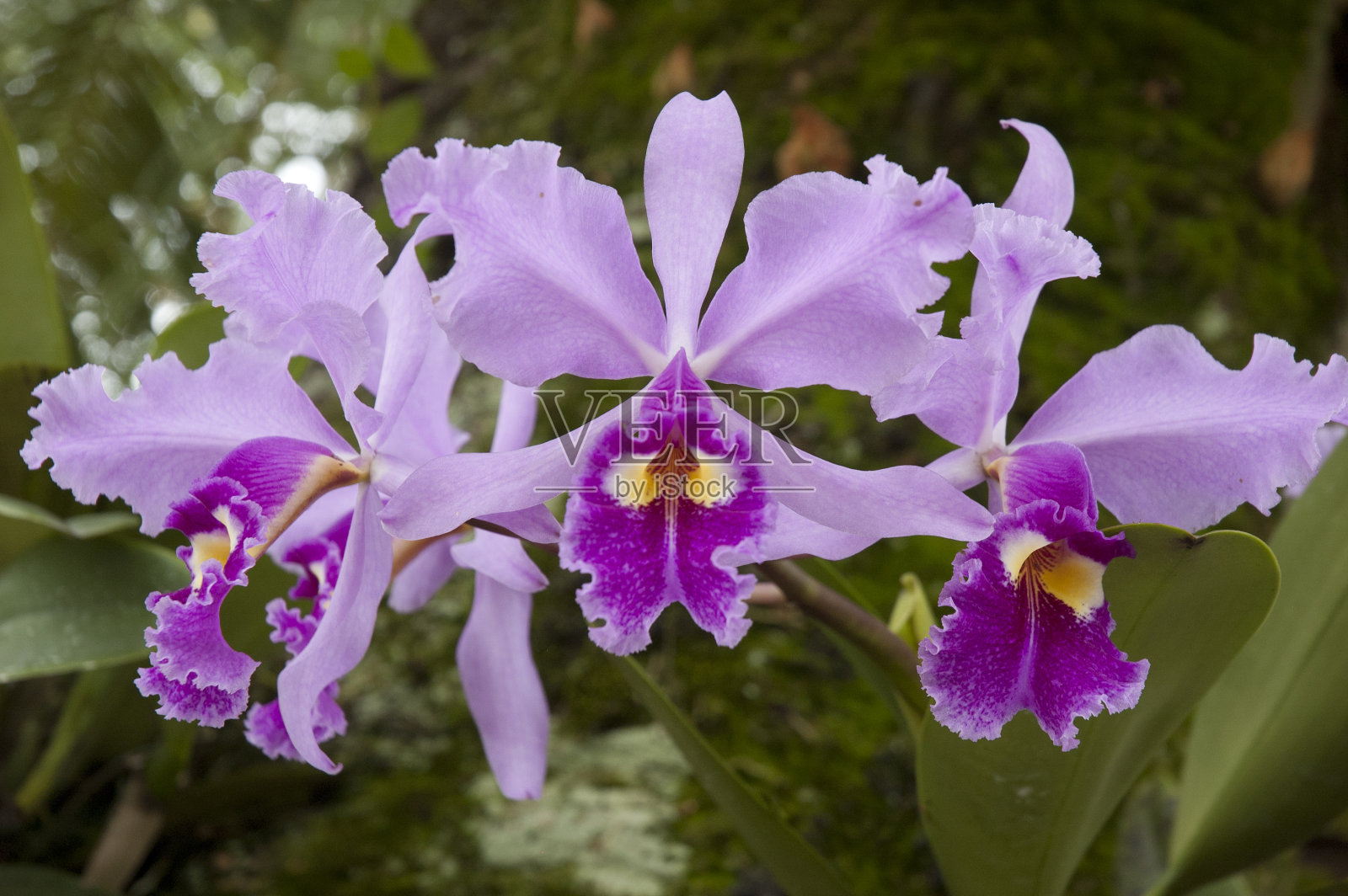 卡特利亚，美丽的粉红色兰花花。照片摄影图片