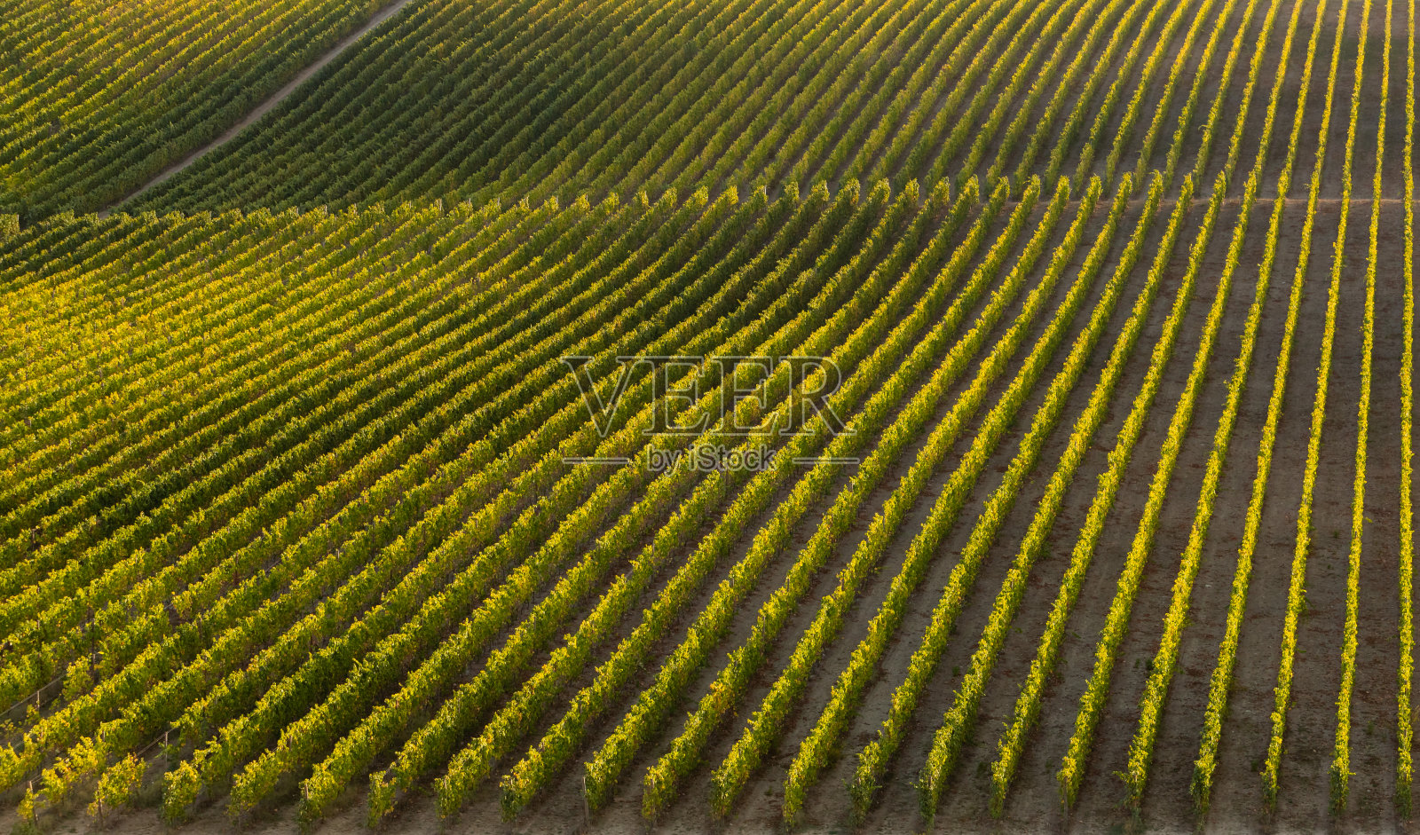 上杜罗美丽的葡萄园在收获季节(vindima)在夕阳下-联合国教科文组织世界遗产照片摄影图片