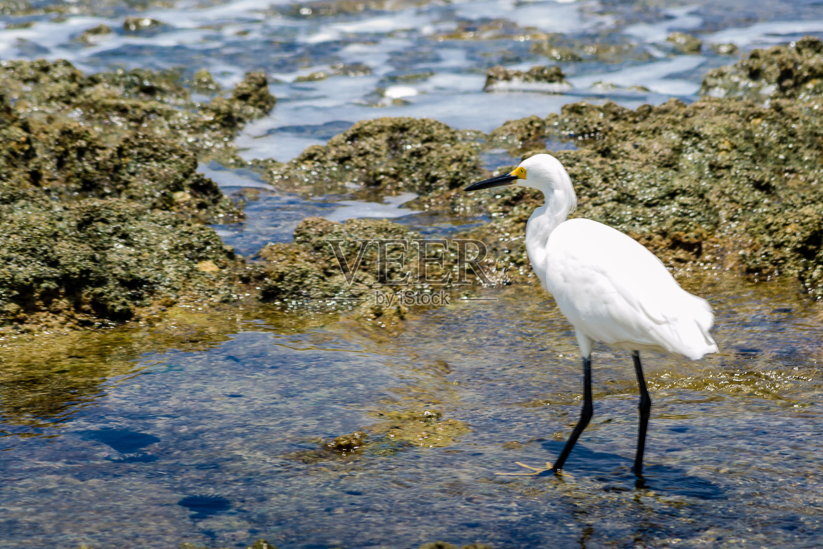 巴西海滩-卡内罗海滩，Tamandare市，伯南布哥州。照片摄影图片