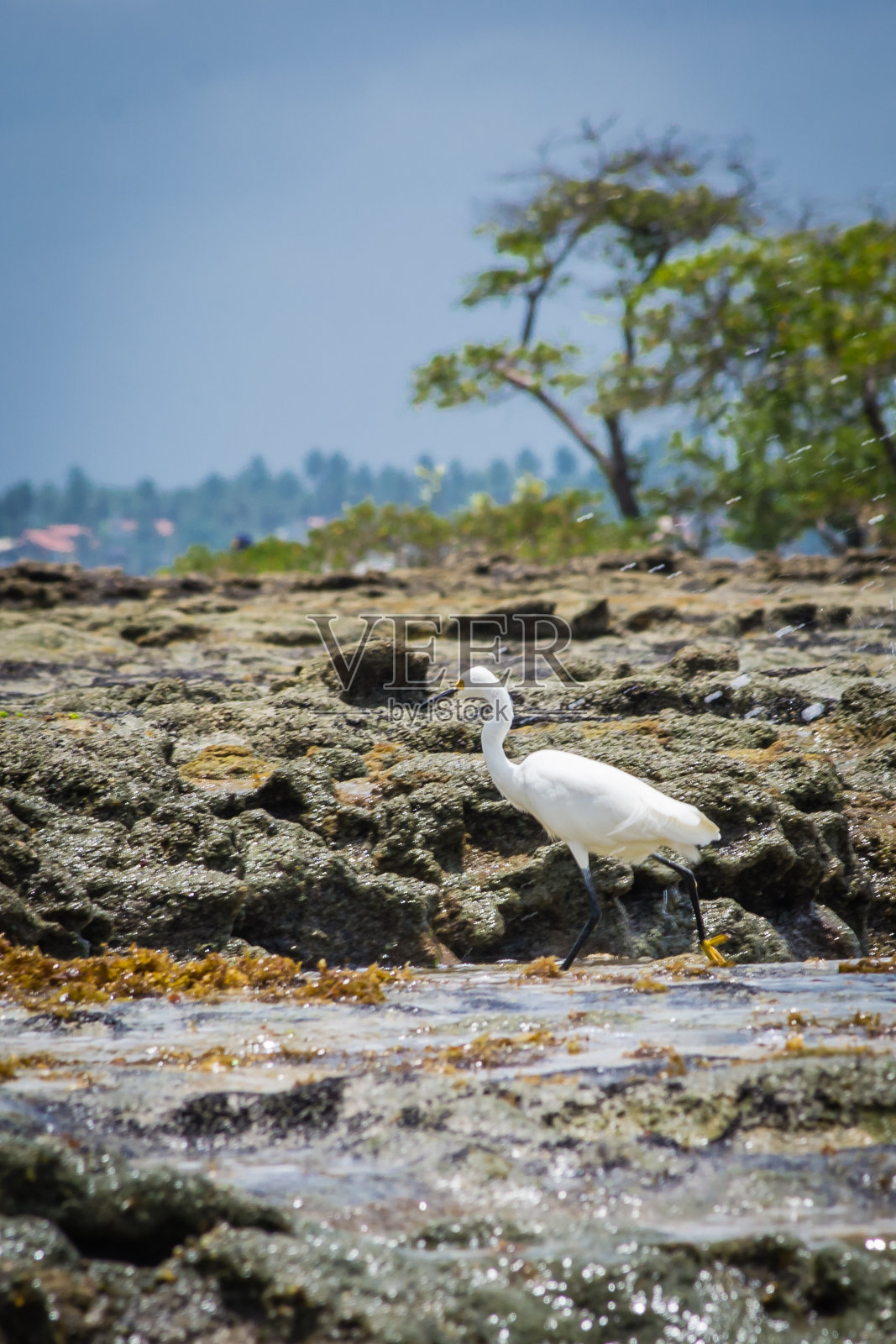 巴西海滩-卡内罗海滩，Tamandare市，伯南布哥州。照片摄影图片