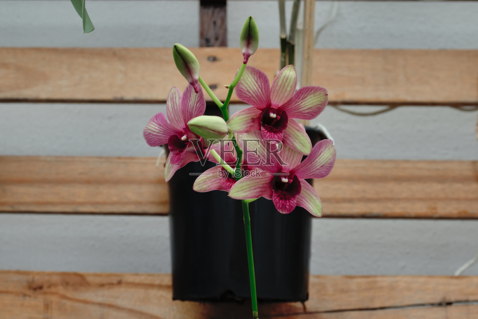 兰花枝，花蕾仍关闭在兰花花与白色玫瑰斑点花瓣种植在一个黑色花瓶。照片摄影图片