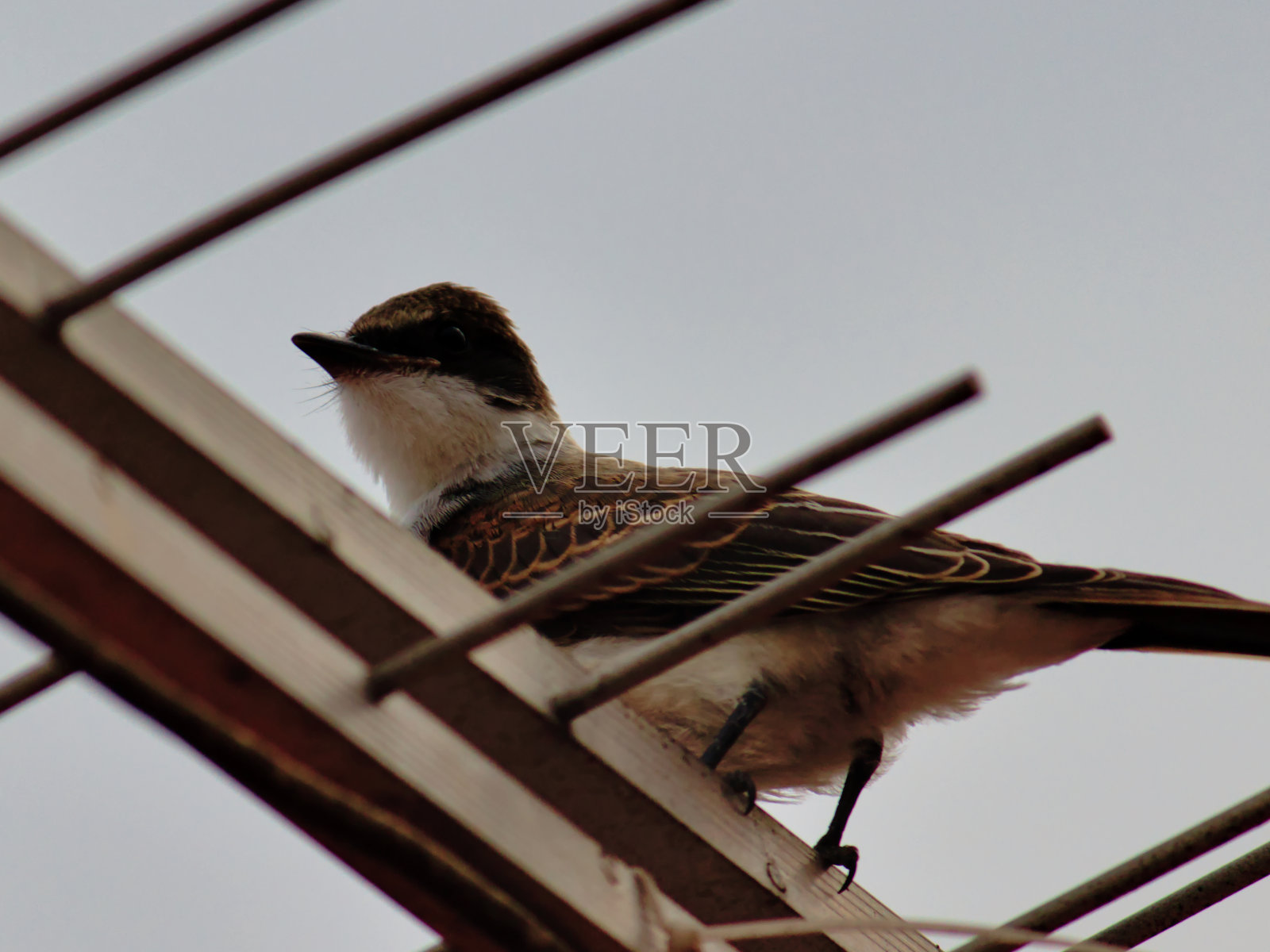 鸟栖在电视天线杆上照片摄影图片