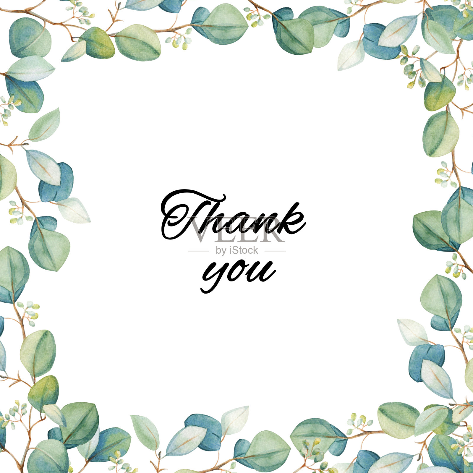 水彩花桉叶集。手绘春夏季装饰插图。插画图片素材