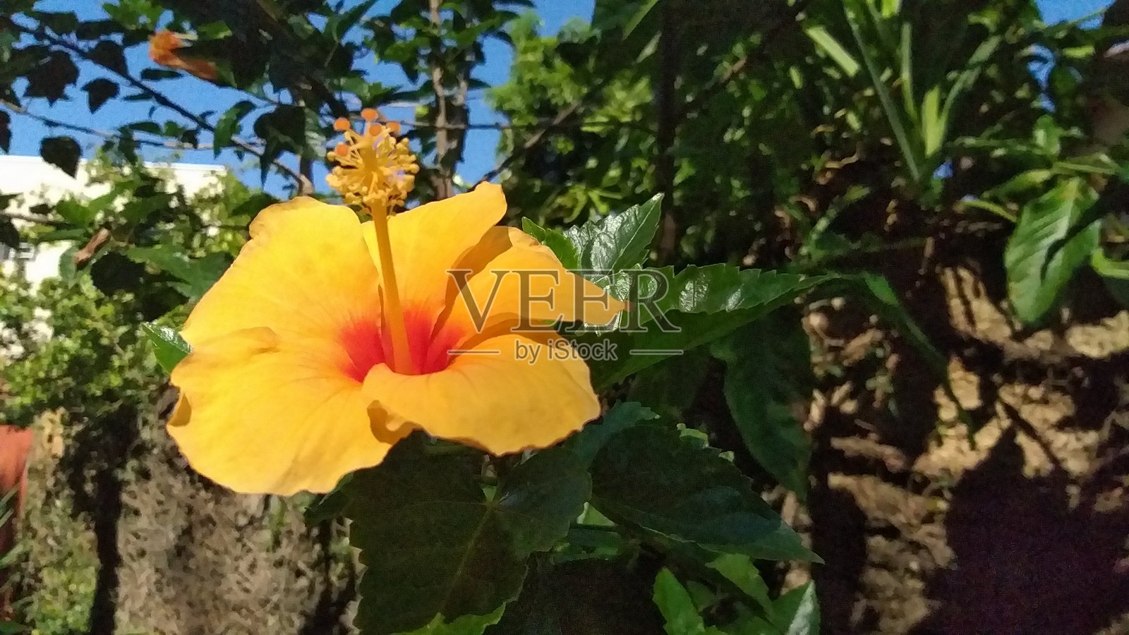 黄色的花自然照片摄影图片