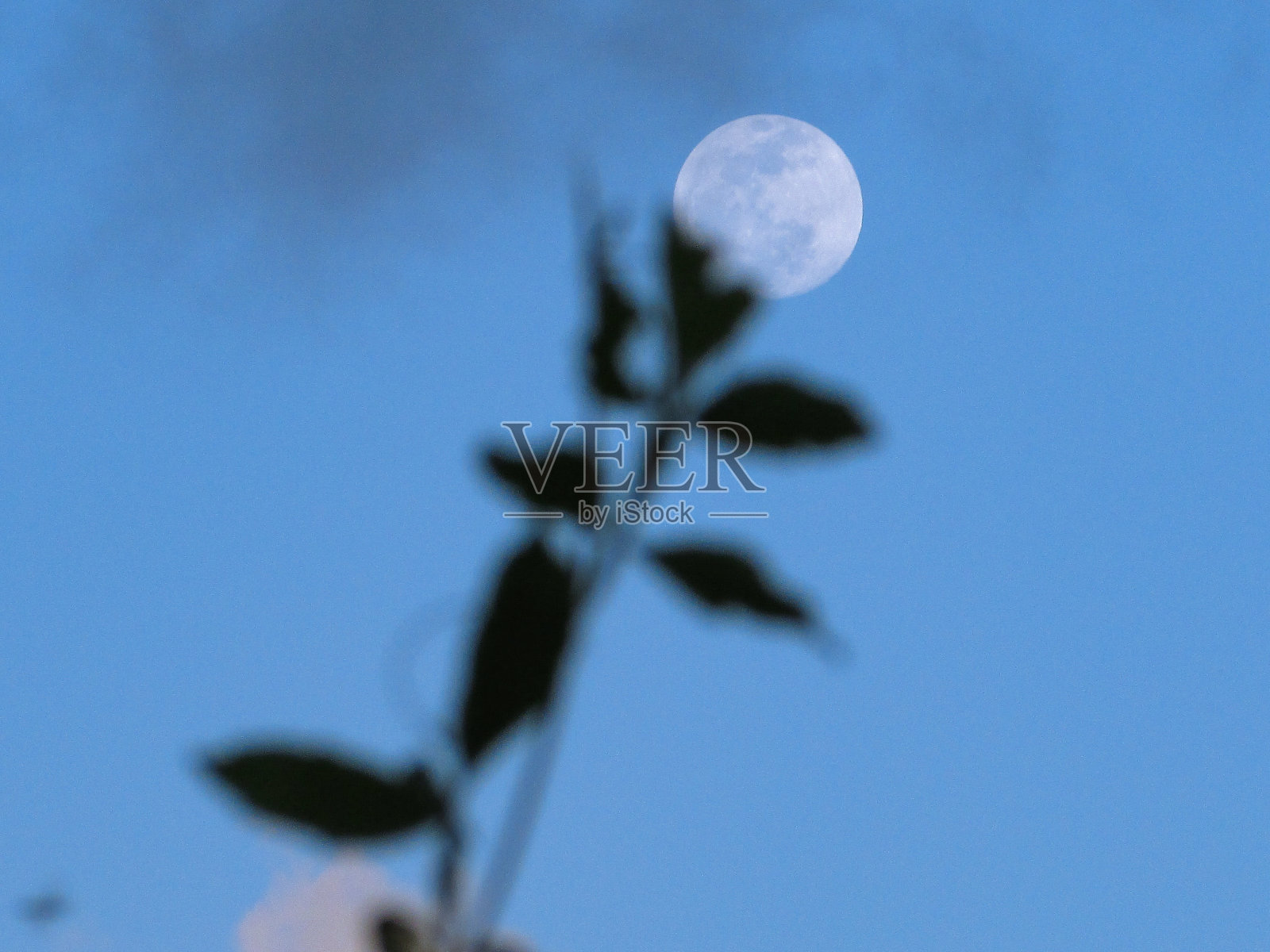 月亮花照片摄影图片