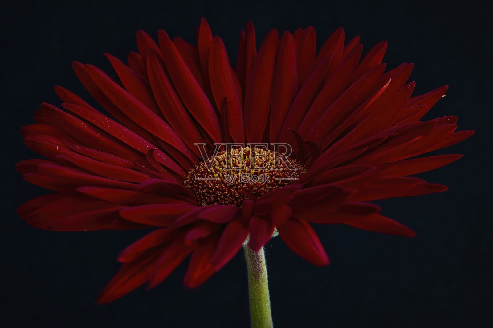 非洲菊特写黑色背景照片摄影图片