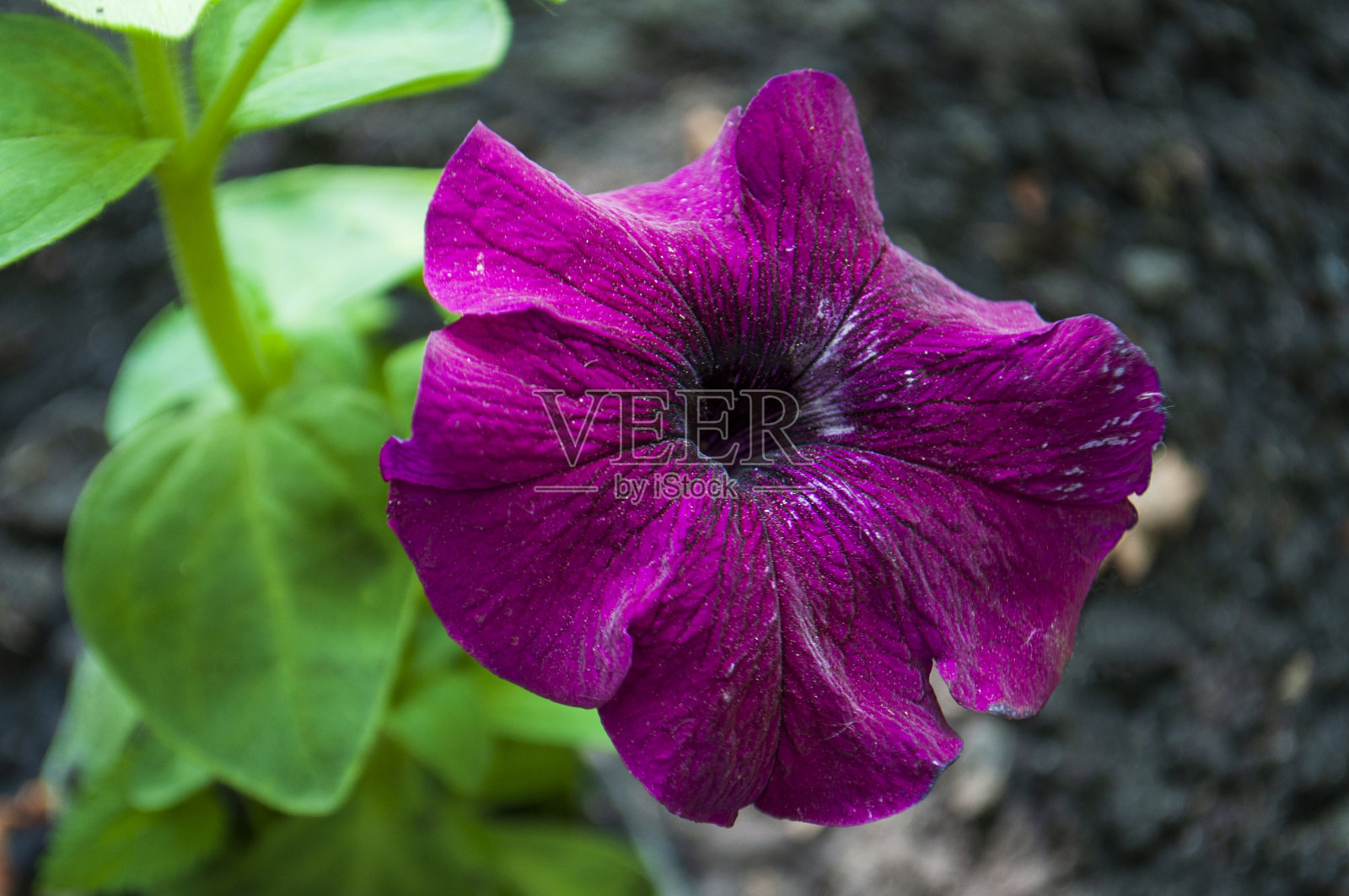 在黑暗的背景下，花园里开着娇嫩的紫色矮牵牛花照片摄影图片