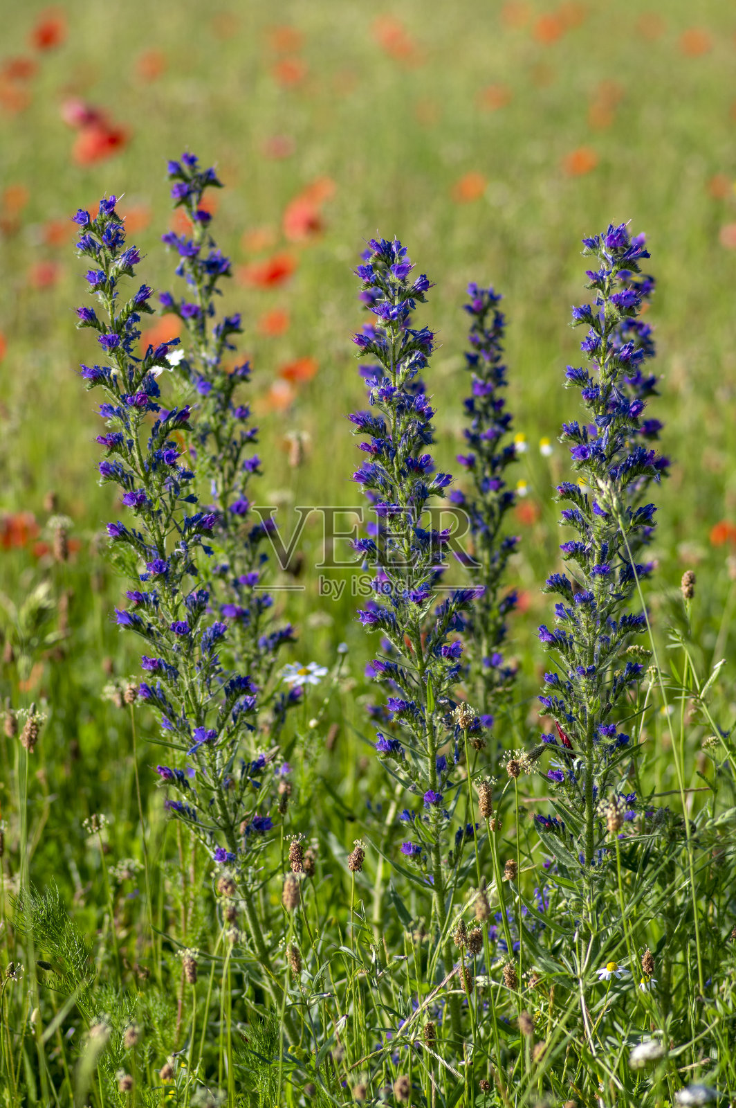 紫堇属野生开花植物，一群蓝色的花在高高的花茎上盛开照片摄影图片