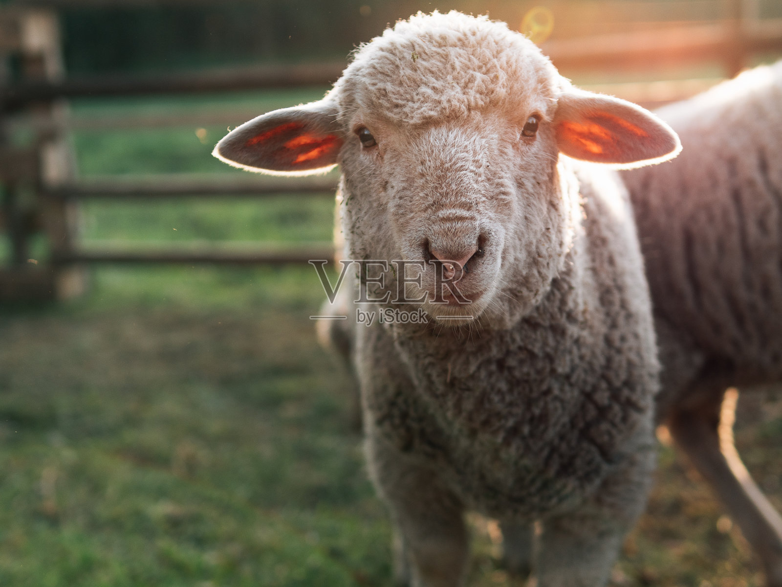 有机农场的绵羊肖像照片摄影图片