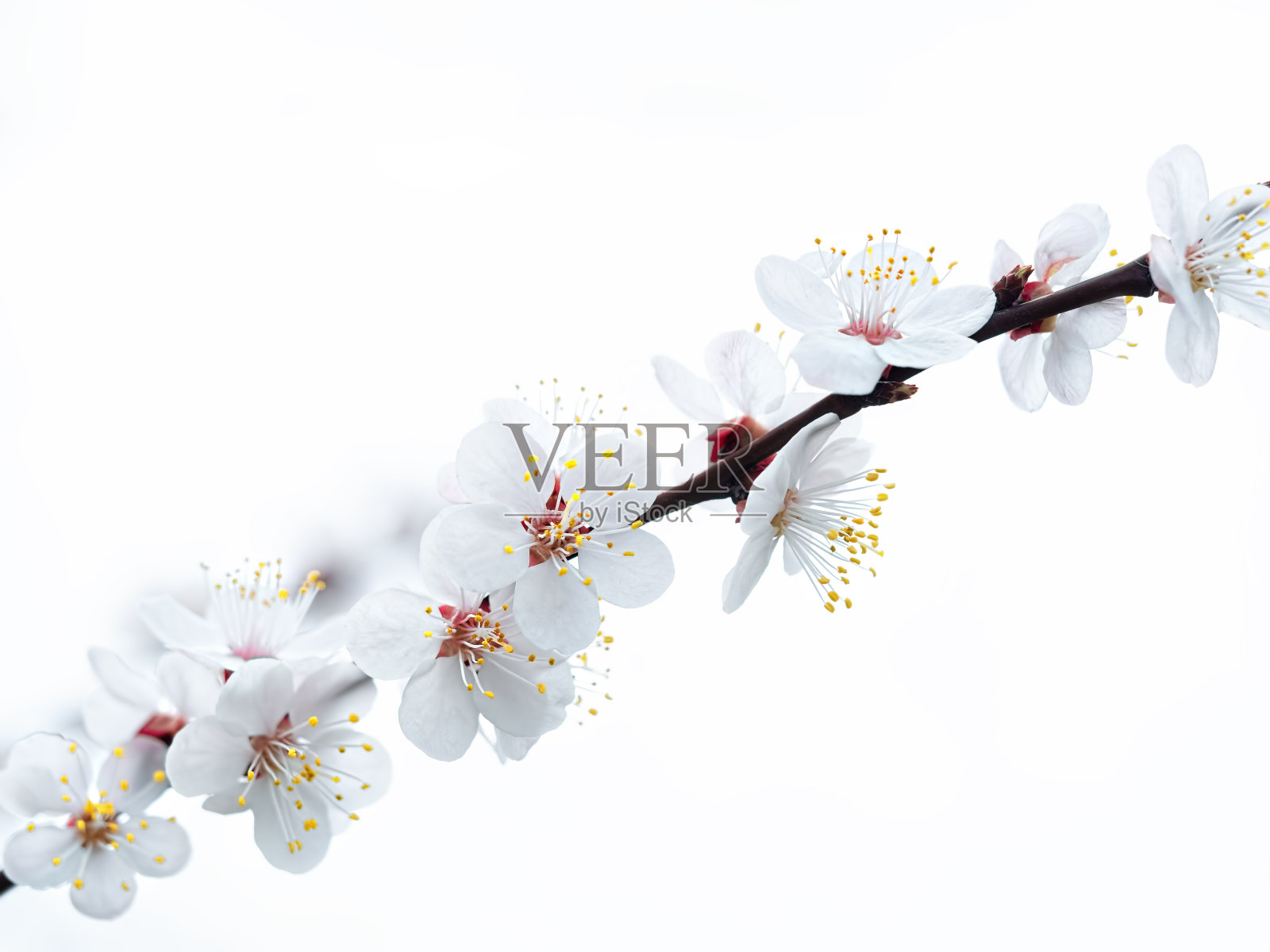 白色背景上开花的苹果树的树枝。春天花园里开花的树木。特写，浅景深。照片摄影图片