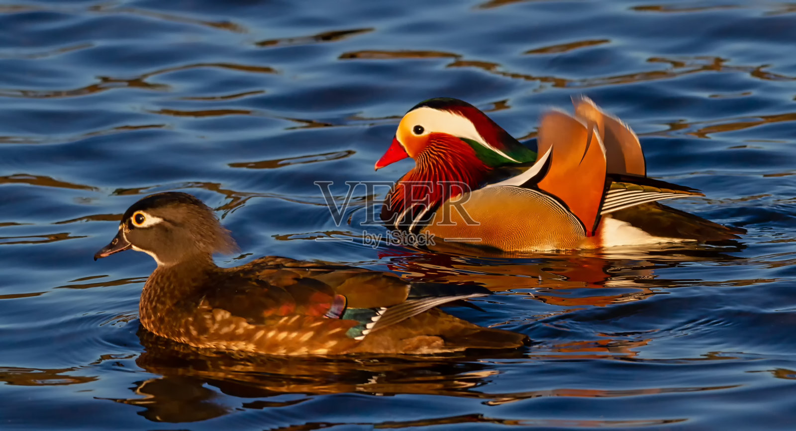 特写公鸳鸯和母林鸭游泳，侧面看，夕阳下照片摄影图片