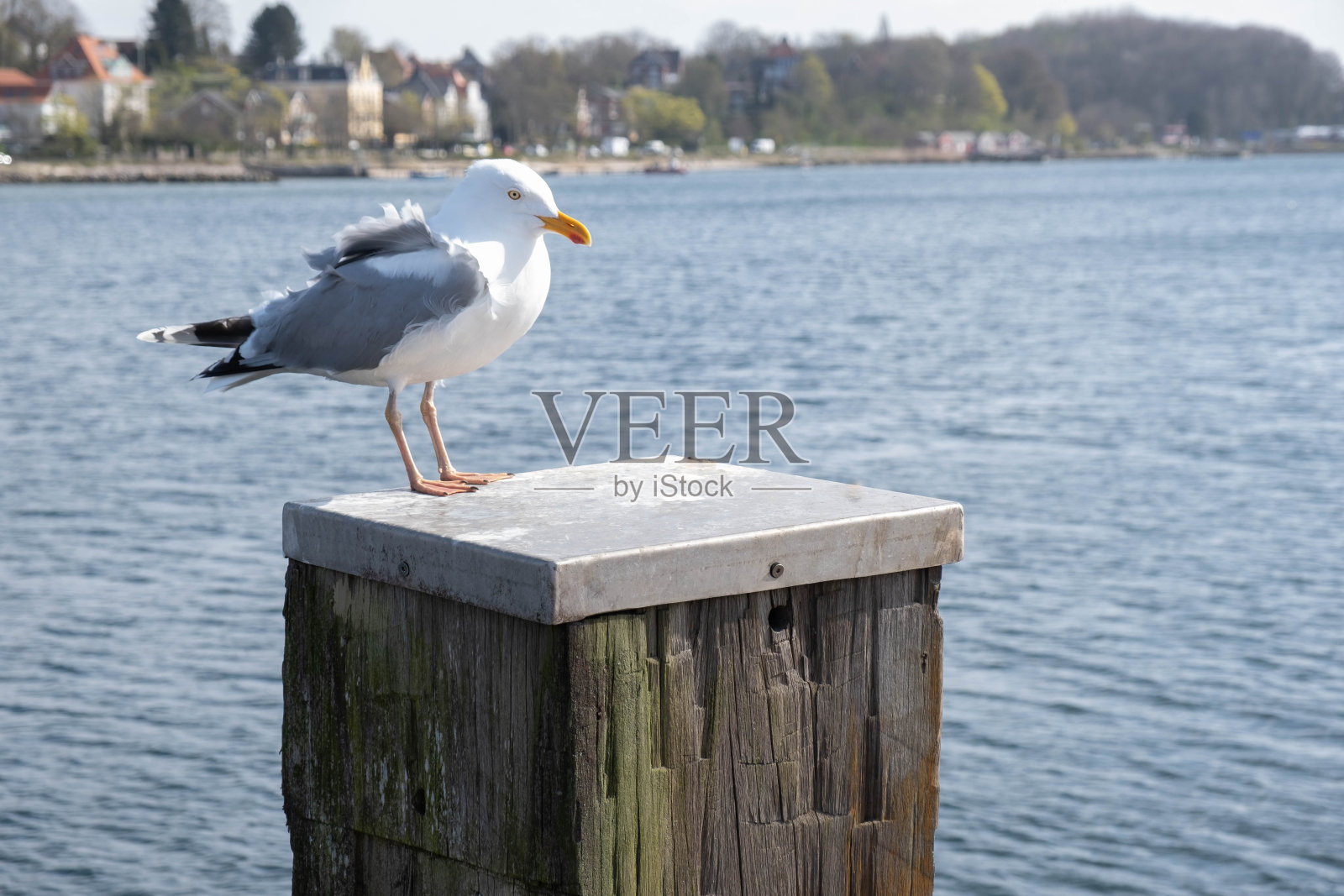 年轻美丽的海鸥坐在海上一根古老的圆木上照片摄影图片