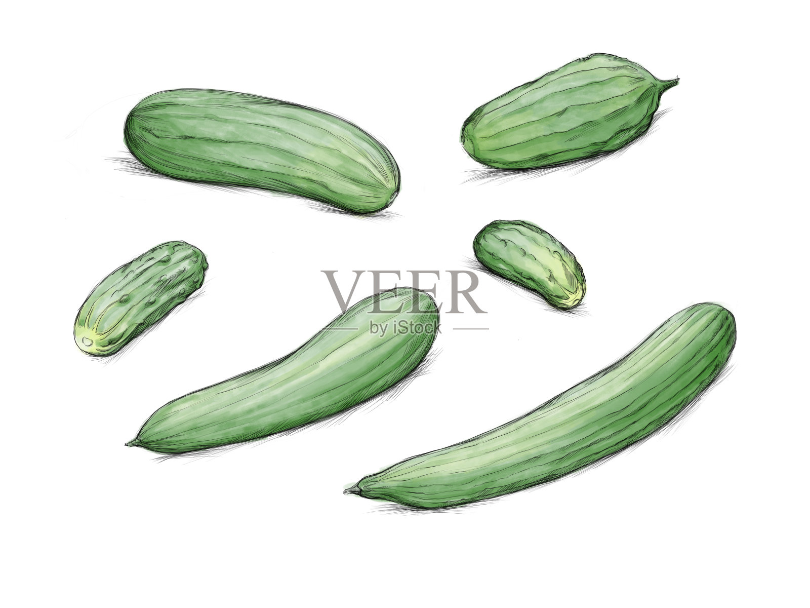 不同黄瓜的插图插画图片素材
