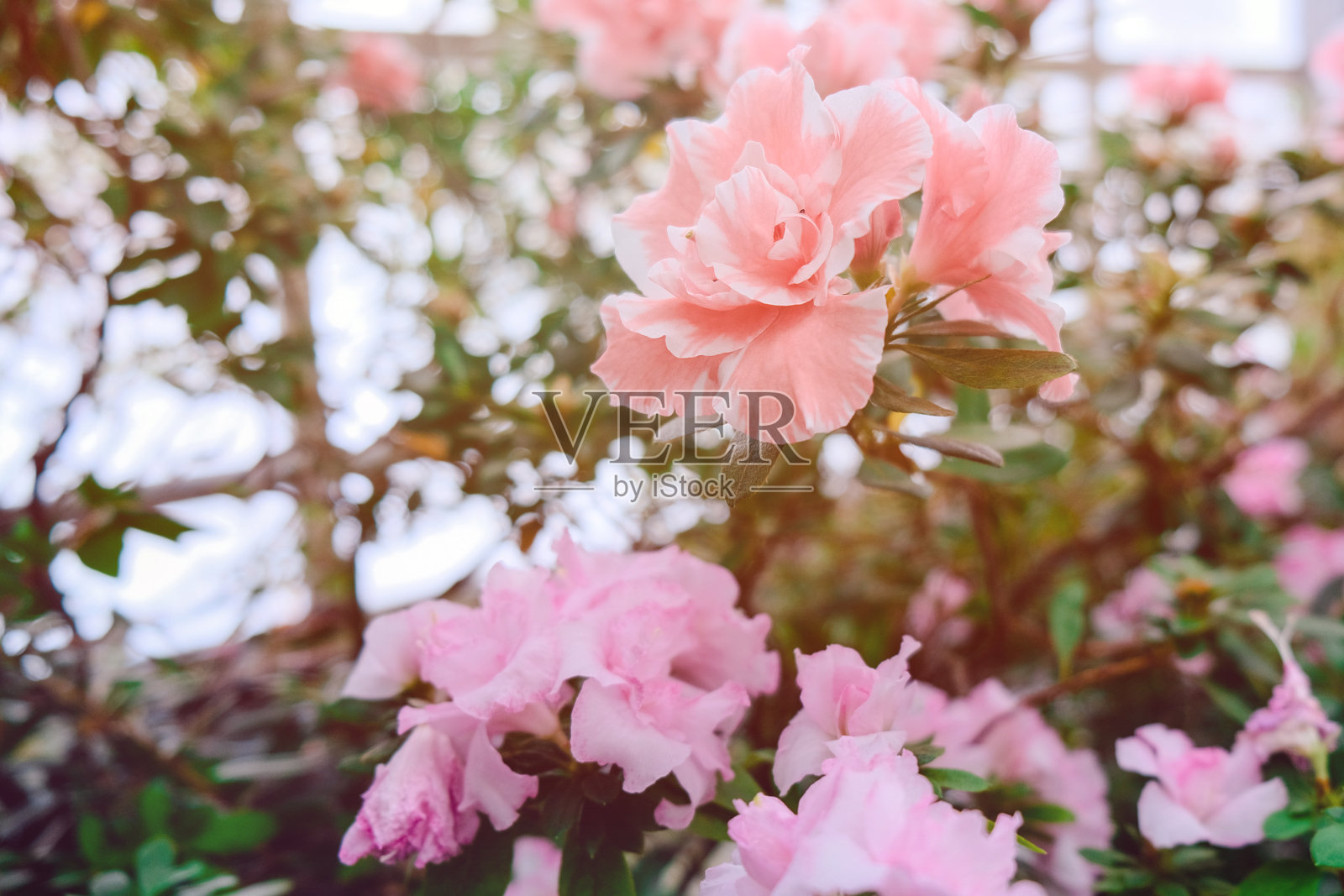 杜鹃花园。春天的背景。照片摄影图片