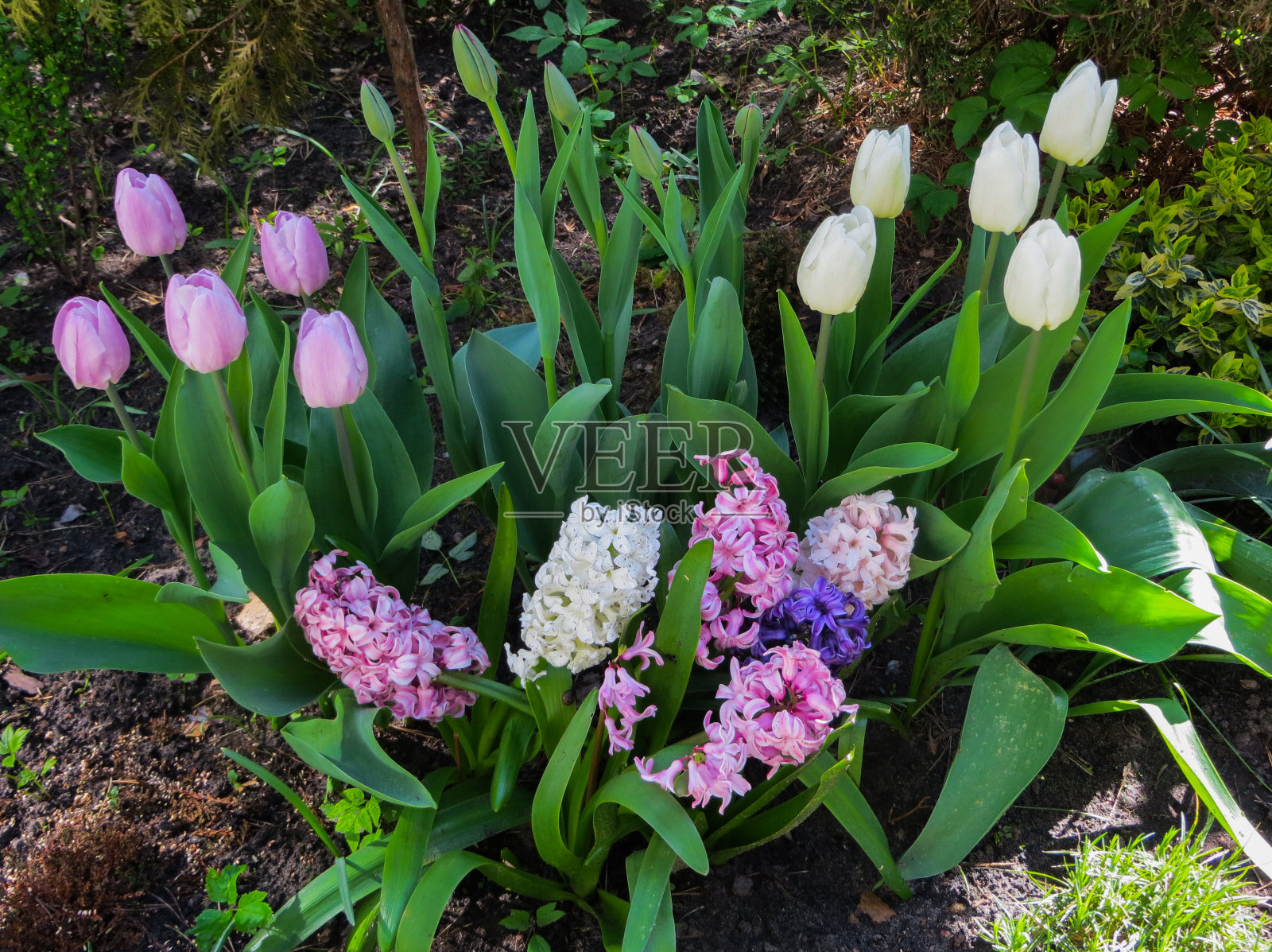 花坛里美丽的白色淡紫色郁金香和五颜六色的风信子。照片摄影图片