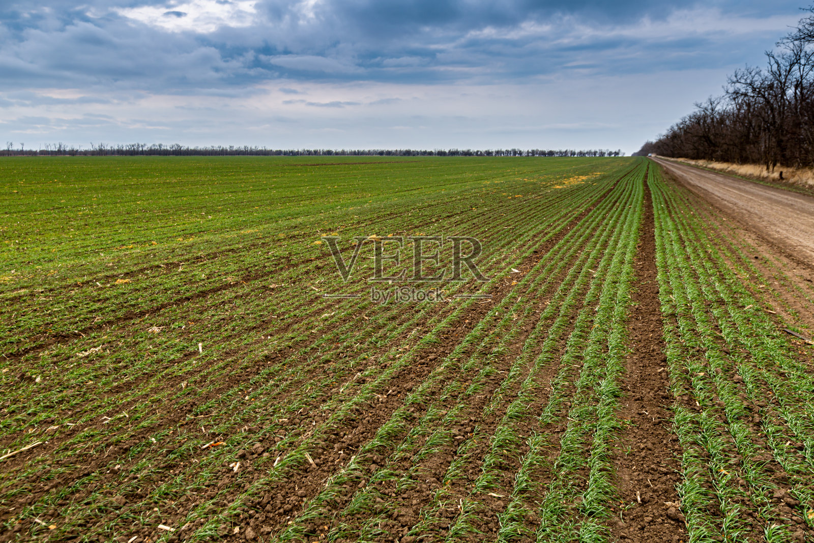 秋天，田野里长满了绿色的冬小麦芽照片摄影图片