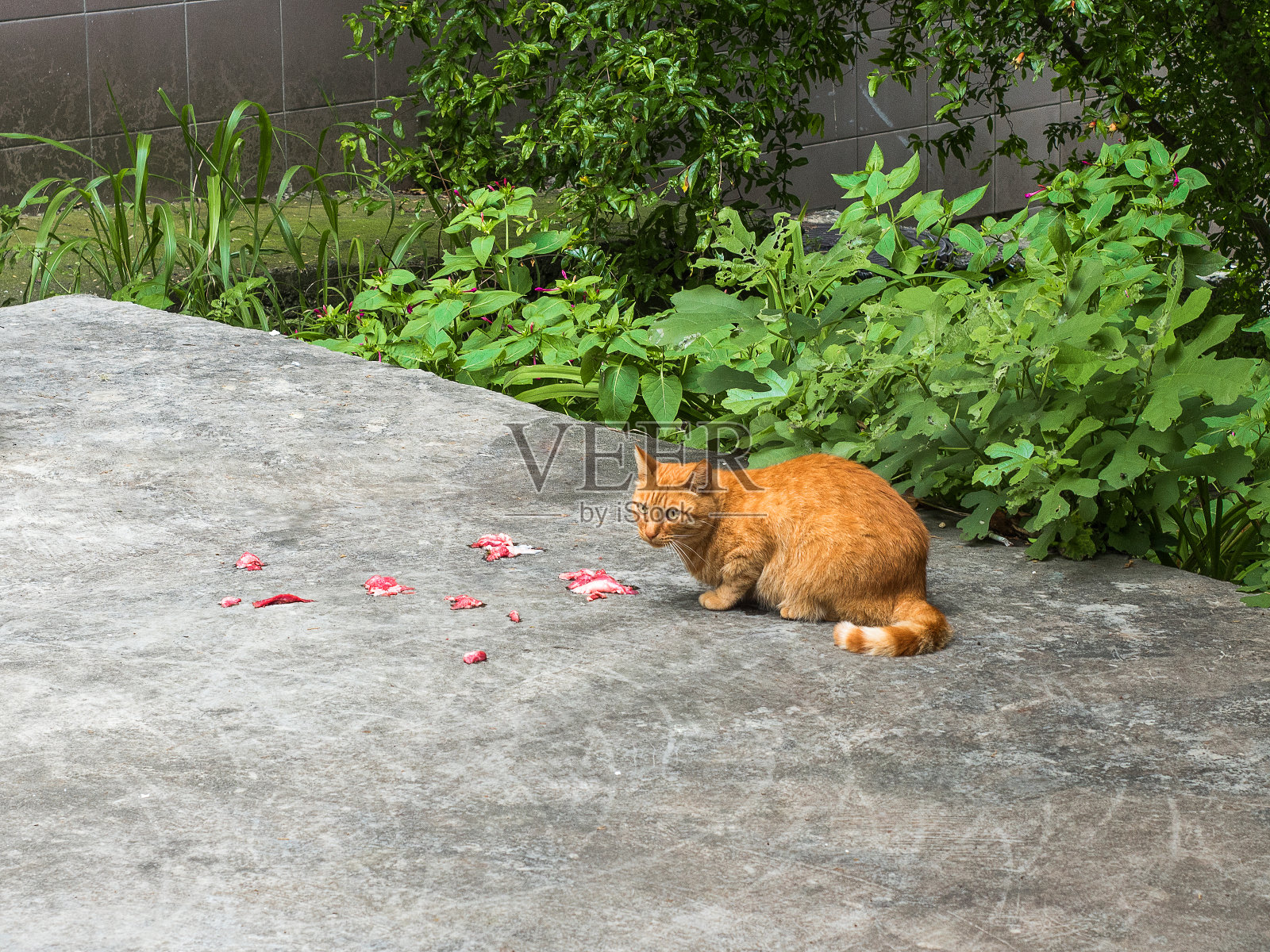 红毛猫在街上吃肉照片摄影图片