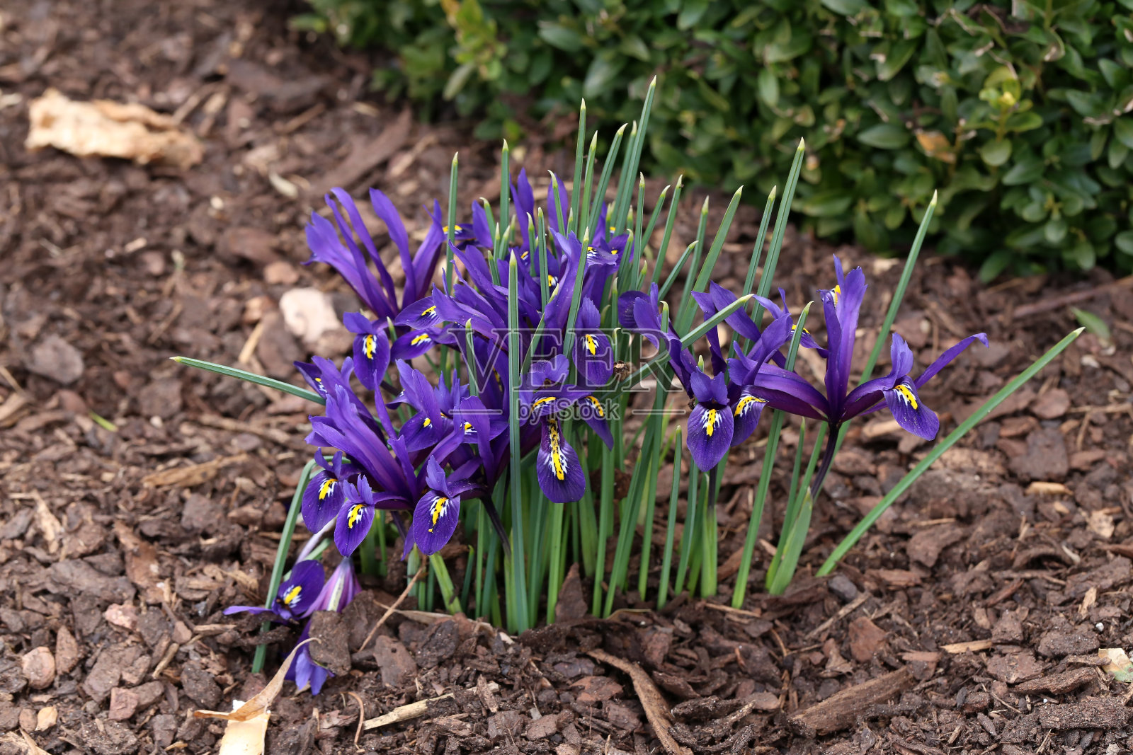 三月，迷你蝴蝶花在花园里开放照片摄影图片