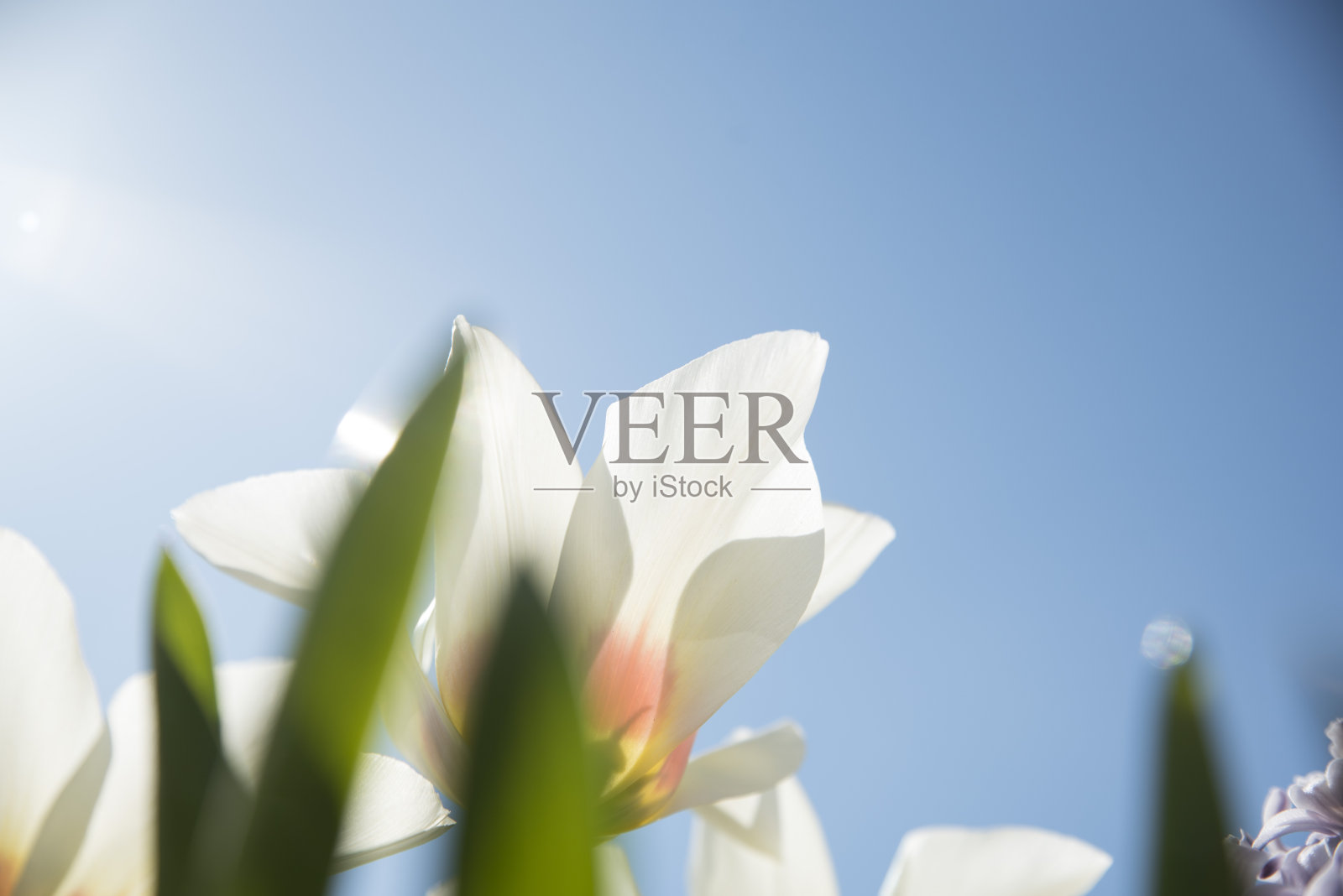 春天，郁金香在明媚的阳光和蓝天下绽放照片摄影图片