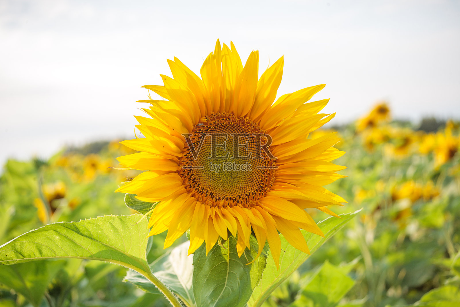 田野里的向日葵照片摄影图片