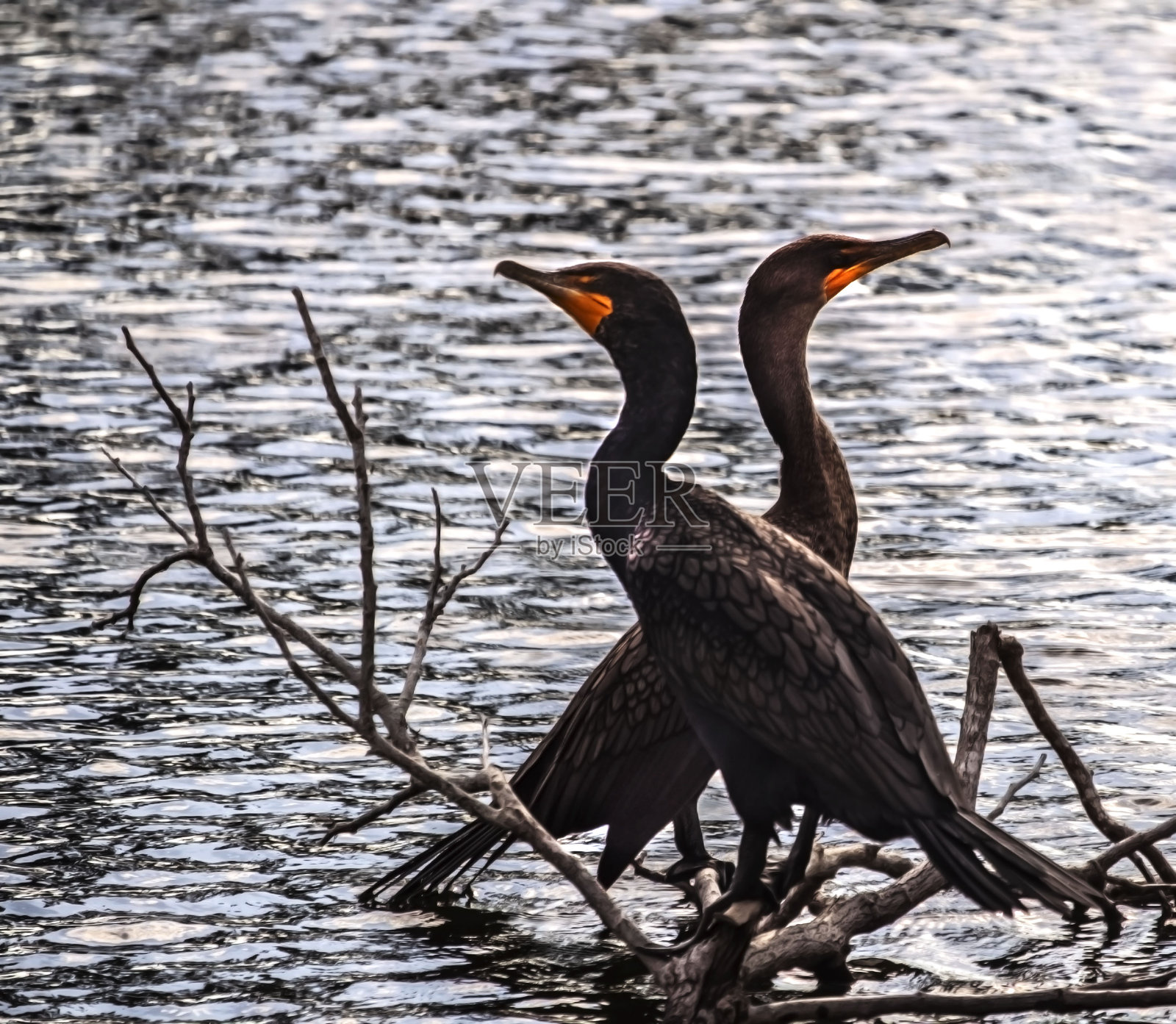 鸟照片摄影图片