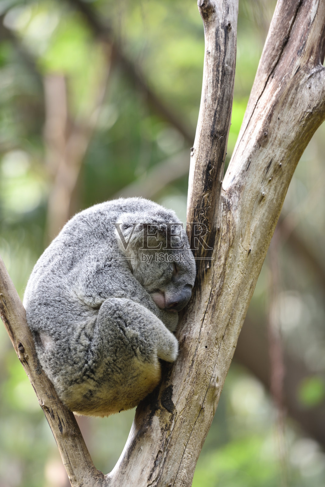 考拉，一种只生活在澳大利亚的哺乳动物照片摄影图片