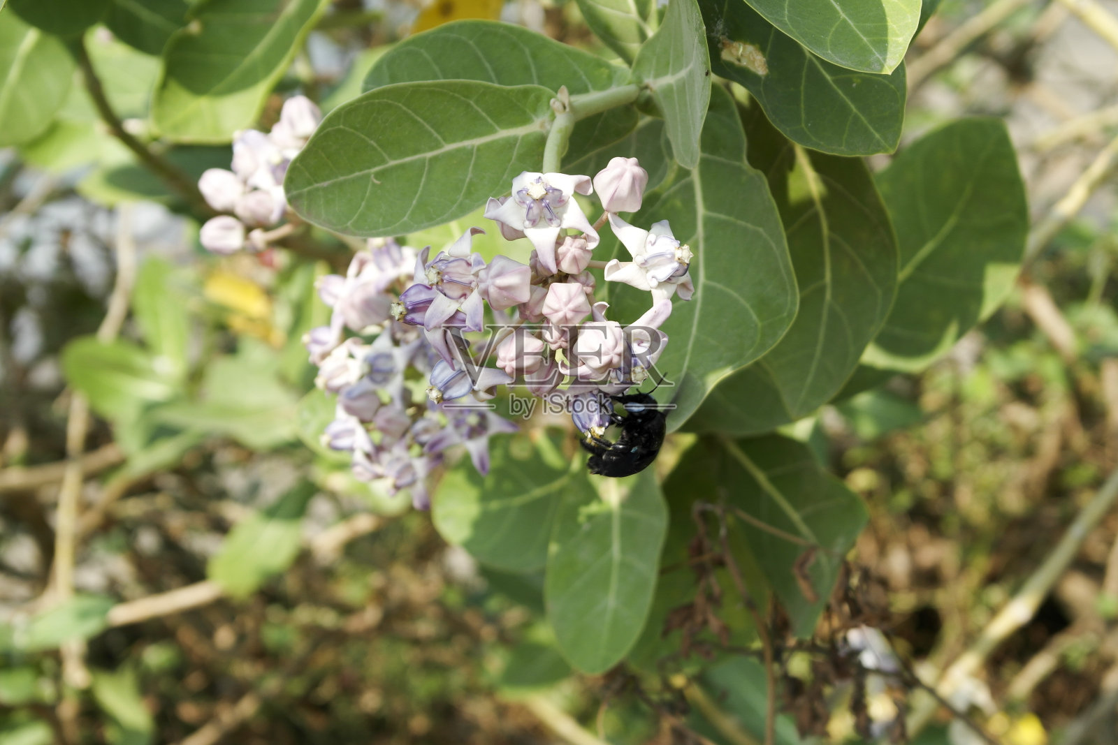 莨菪高或索多玛苹果照片摄影图片