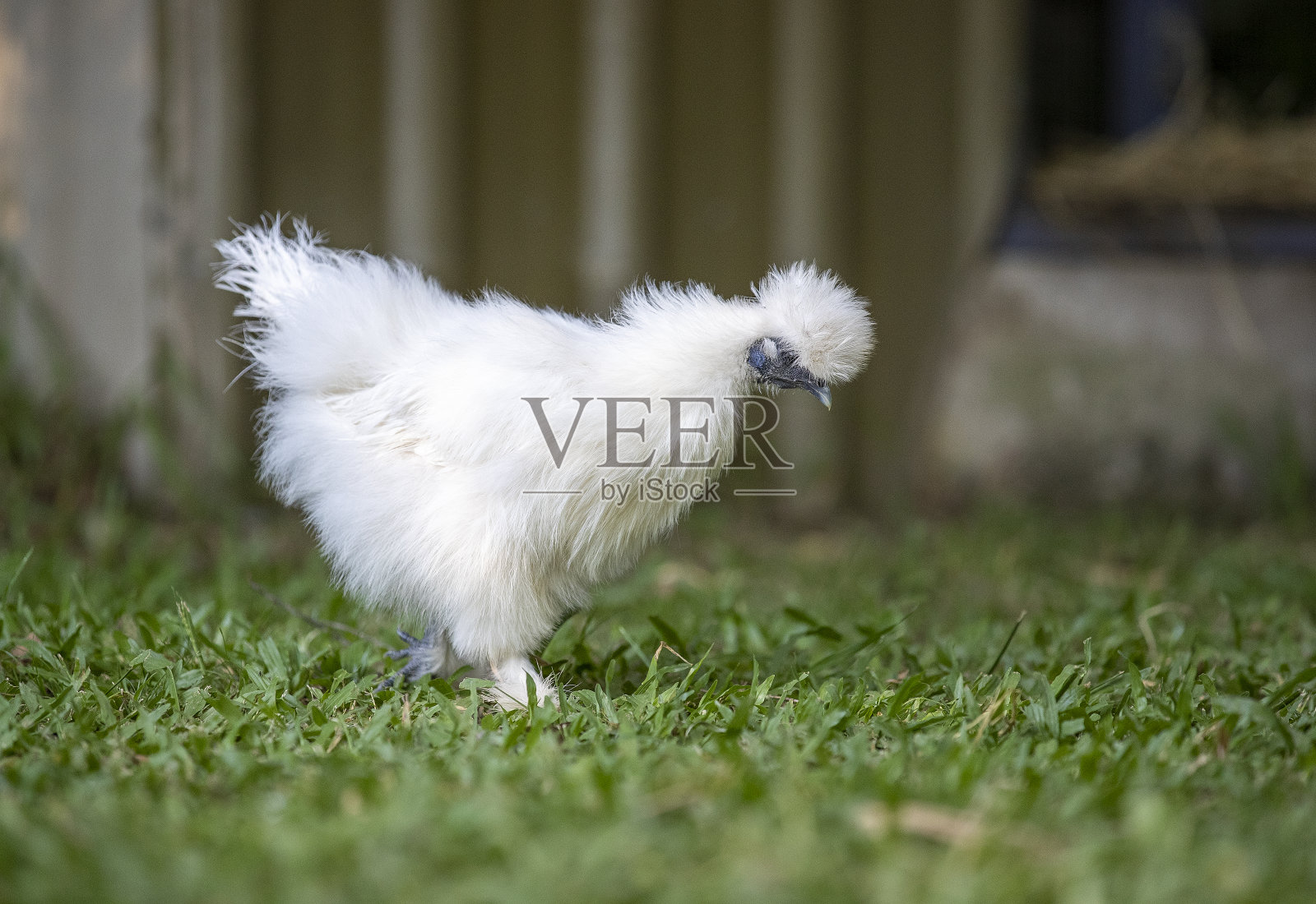 国产白丝鸡照片摄影图片