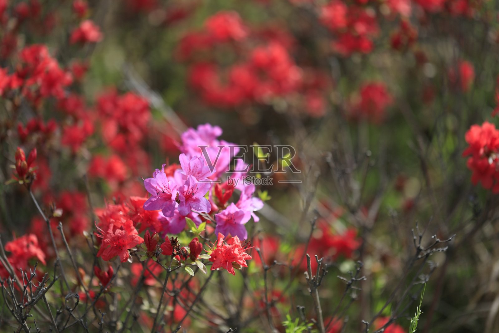杜鹃花照片摄影图片