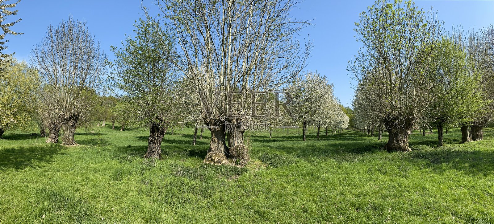 全景视图开花照片摄影图片